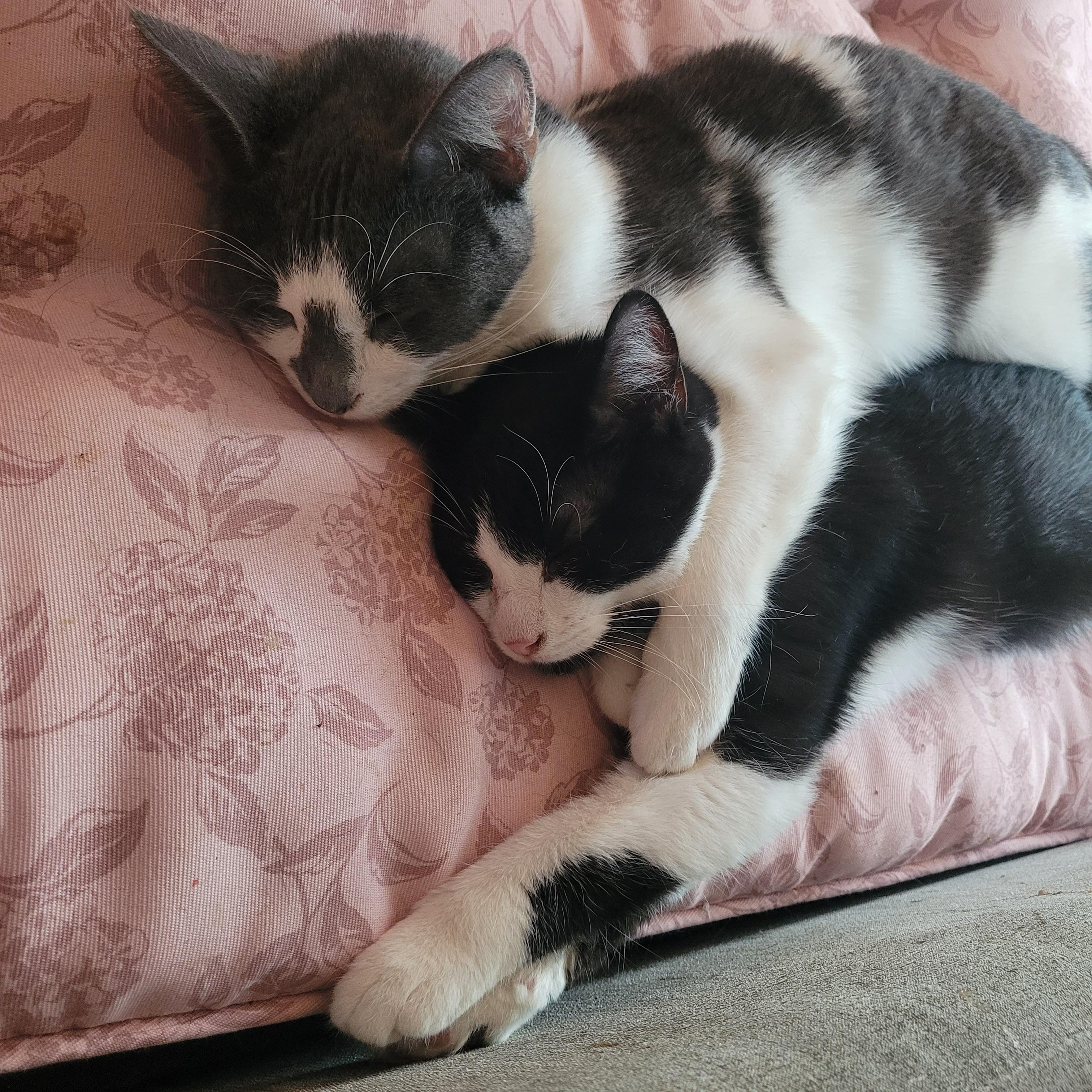 Halo 2 & Malcom, Adoptable, Young Female Domestic Short Hair.