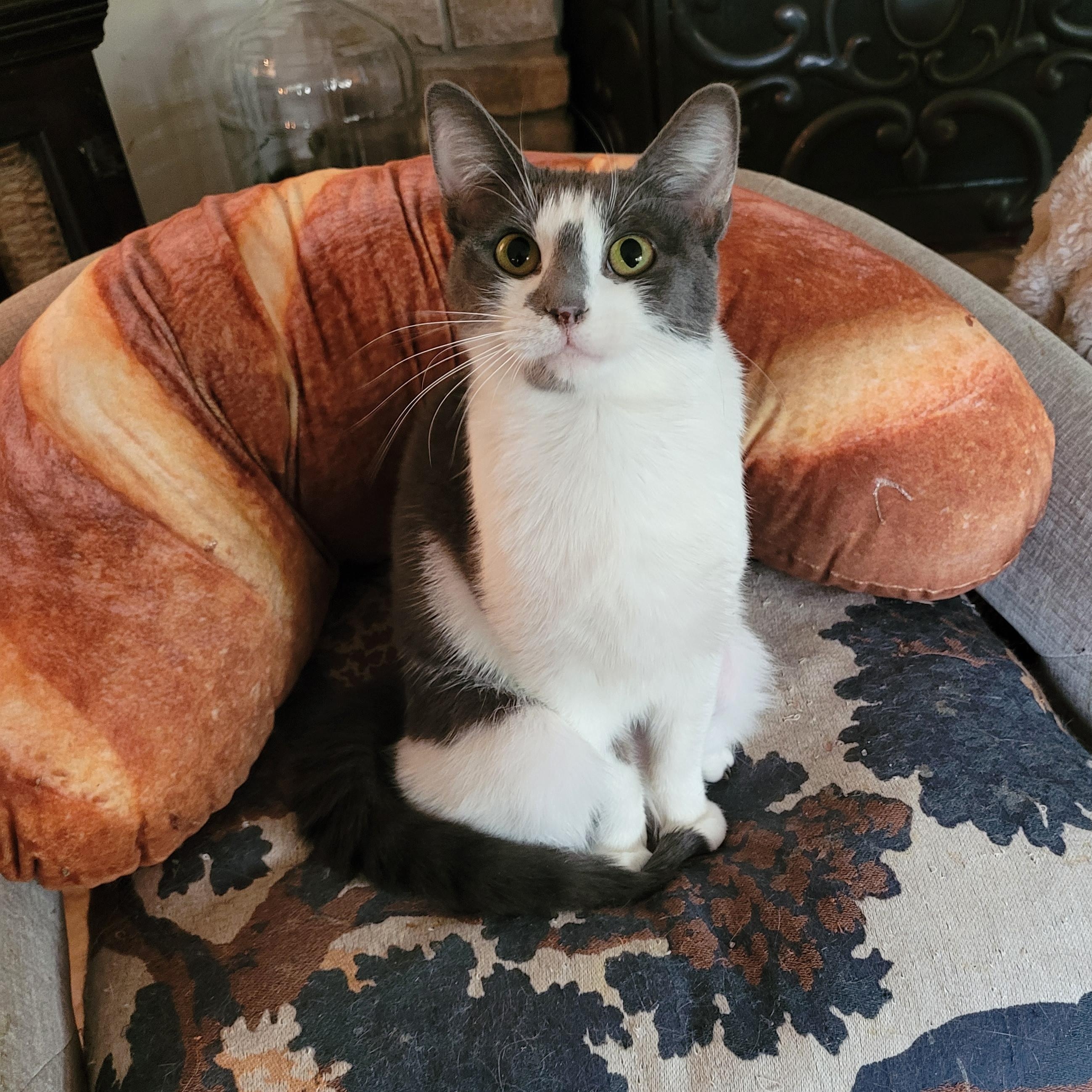 Enlarge Halo 2, a ADOPTABLE Domestic Short Hair in Indianapolis, IN image 5/6