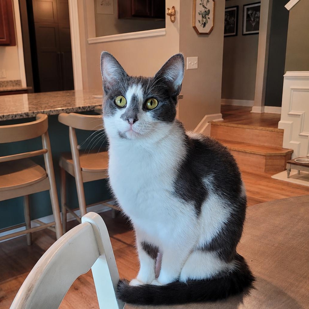 Enlarge Halo 2, a ADOPTABLE Domestic Short Hair in Indianapolis, IN image 6/6