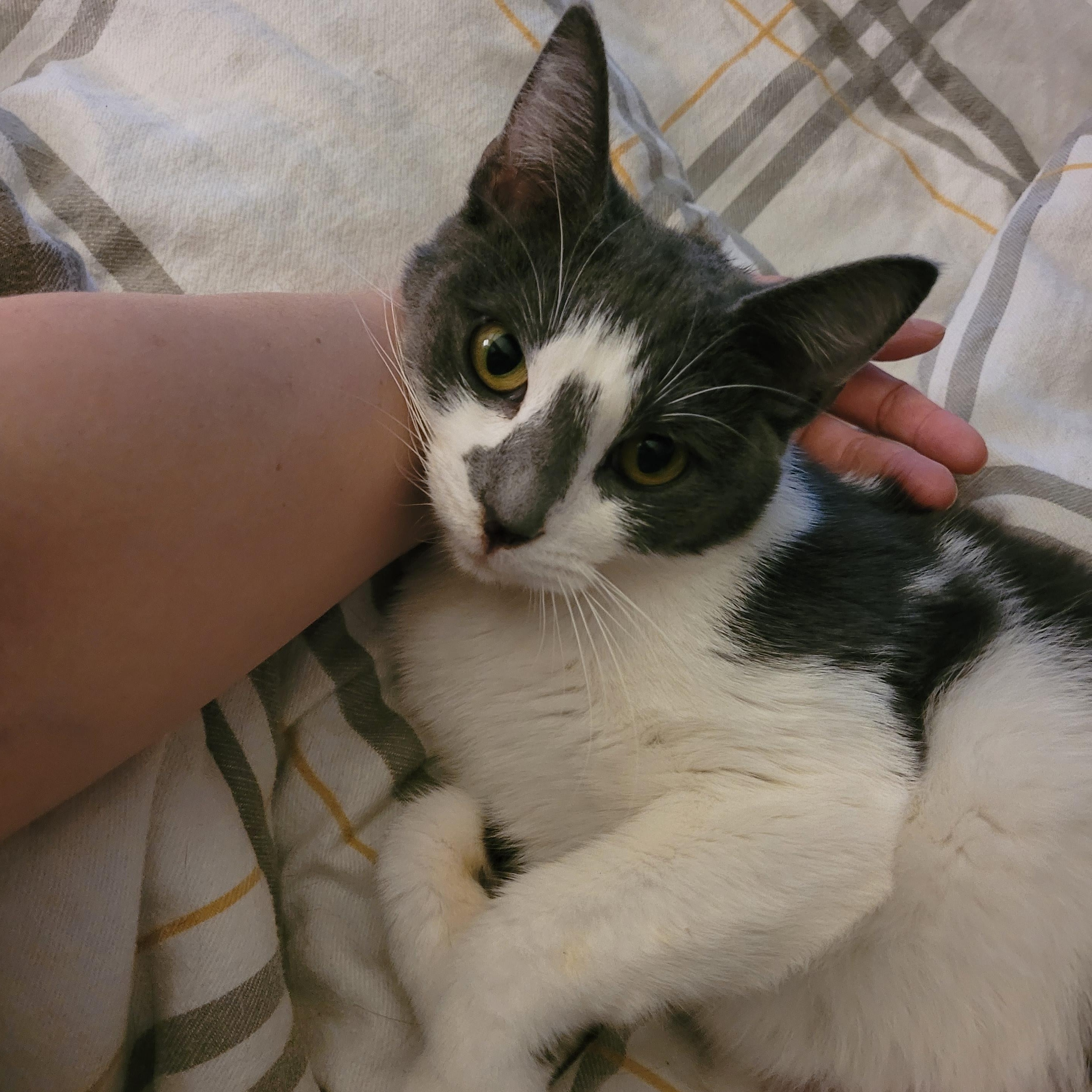 Enlarge Halo 2, a ADOPTABLE Domestic Short Hair in Indianapolis, IN image 2/6