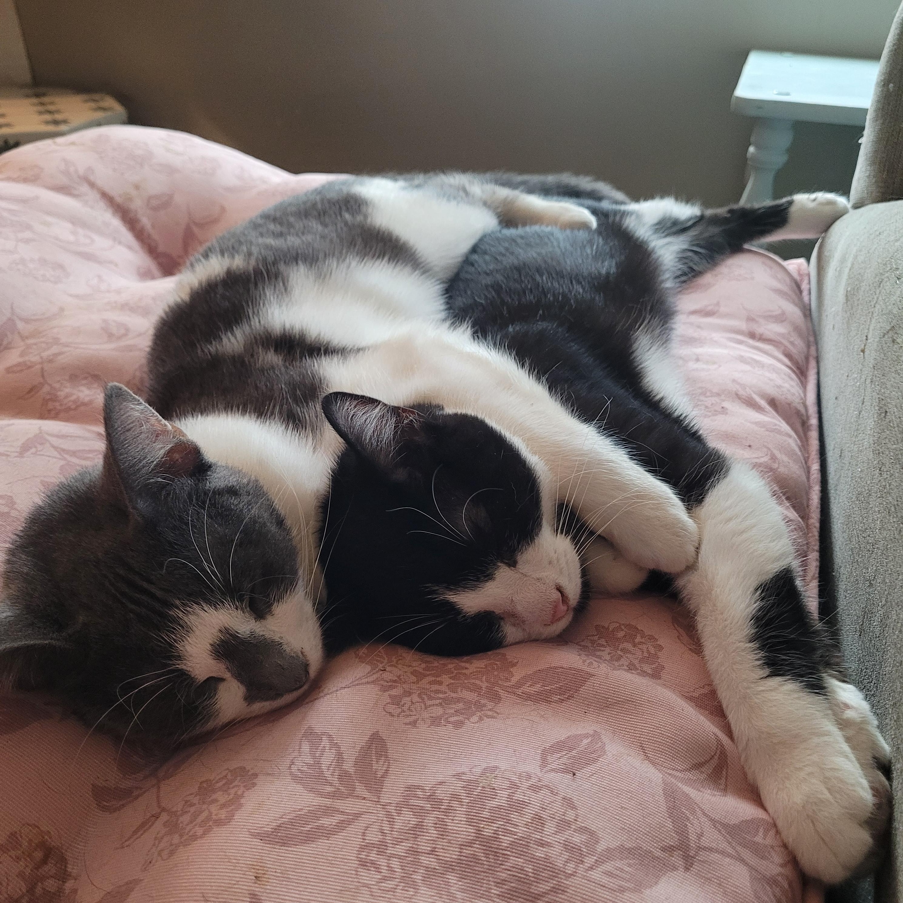 Enlarge Halo 2 & Malcom, a Adoptable Domestic Short Hair in Indianapolis, IN image 6/6