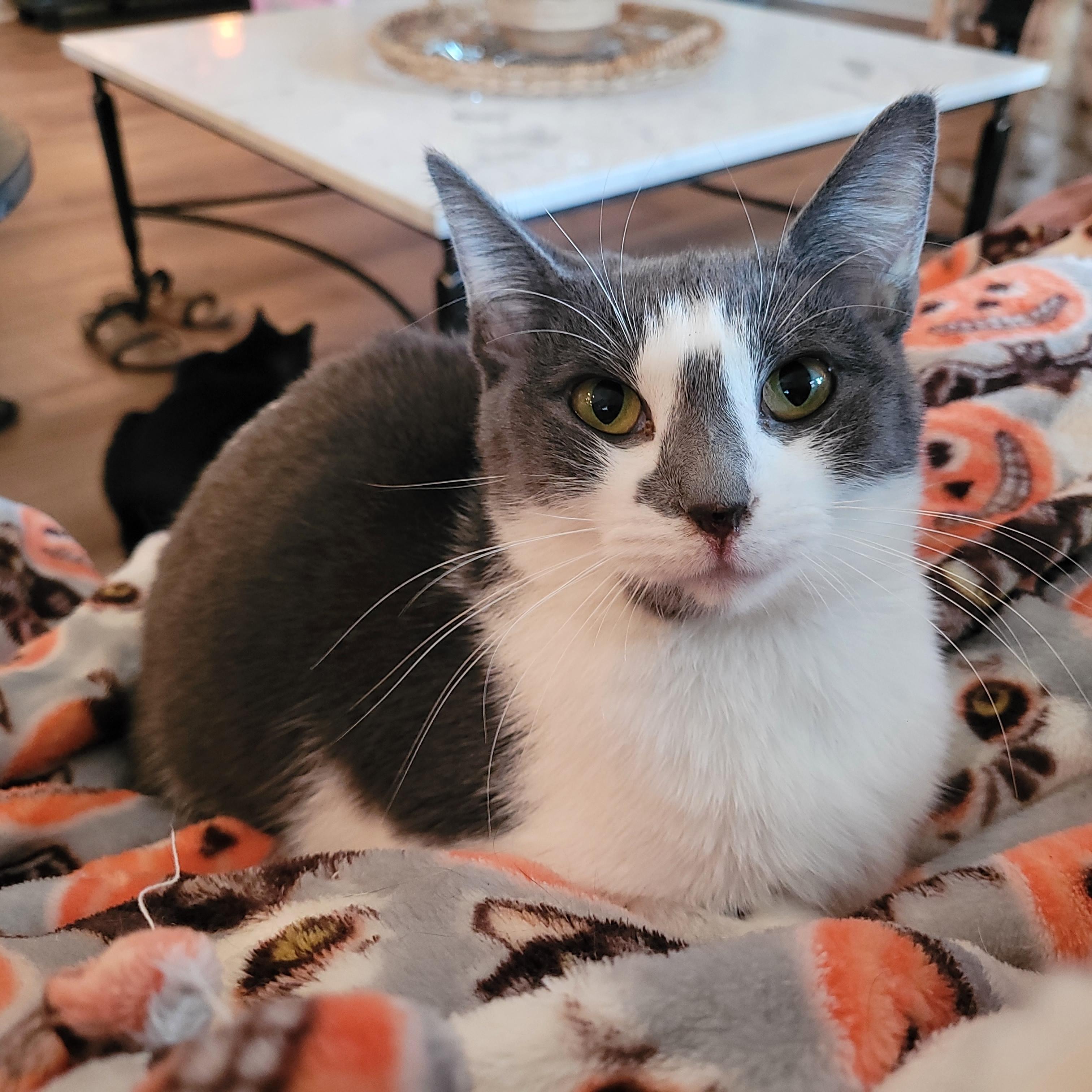 Enlarge Halo 2, a ADOPTABLE Domestic Short Hair in Indianapolis, IN image 3/6