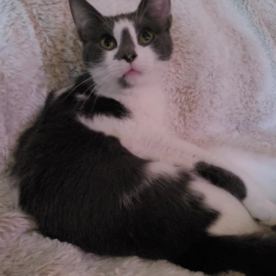 Enlarge Halo 2 & Malcom, a Adoptable Domestic Short Hair in Indianapolis, IN image 5/6