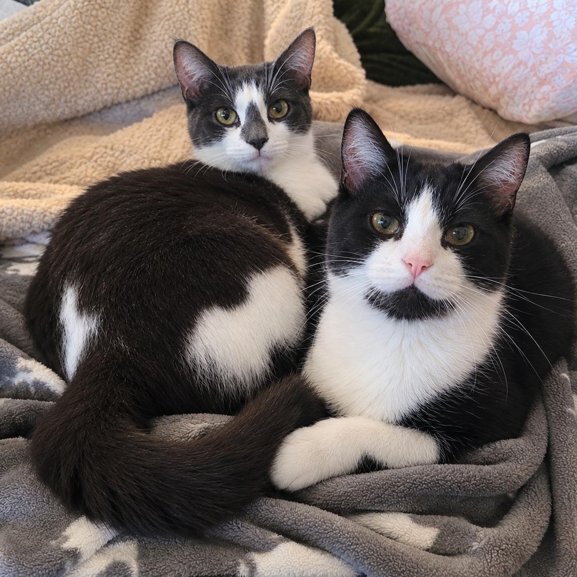 Halo 2 & Malcom, Adoptable, Young Female Domestic Short Hair.