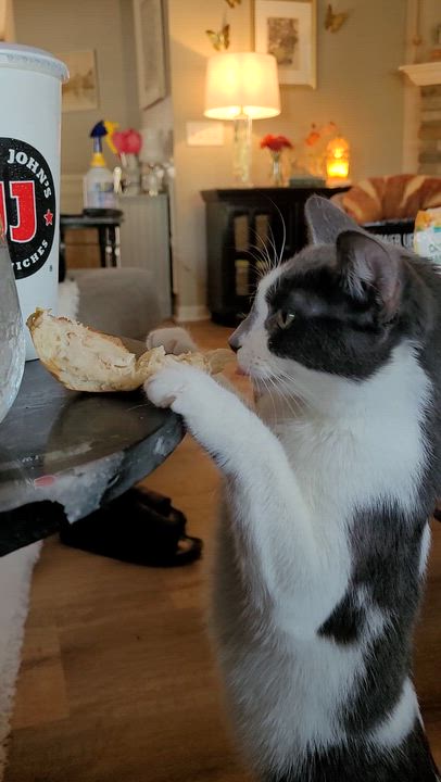 Enlarge Halo 2, a ADOPTABLE Domestic Short Hair in Indianapolis, IN video 4/6