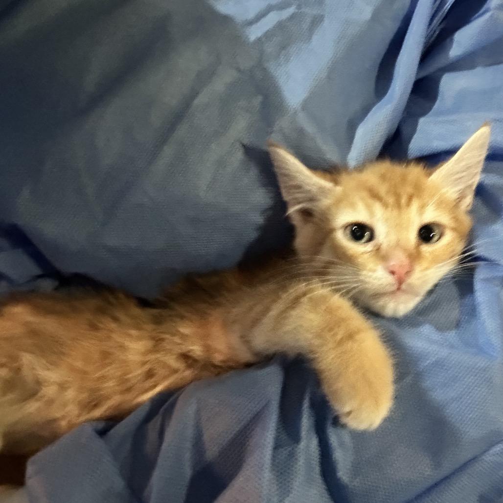 Enlarge Butters, a Adoptable Domestic Short Hair in Oakton, VA image 1/5