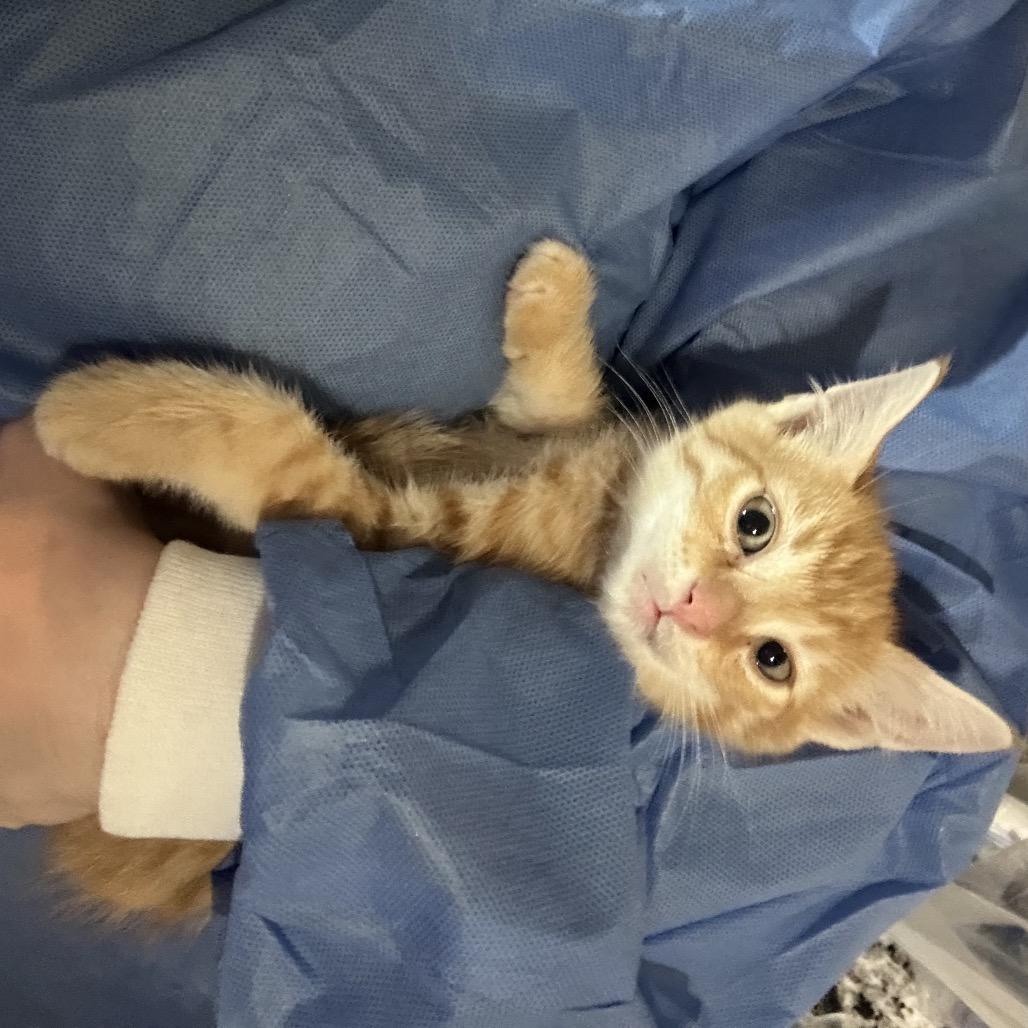 Enlarge Butters, a Adoptable Domestic Short Hair in Oakton, VA image 2/5