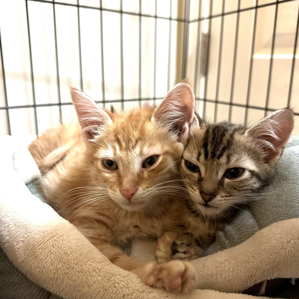 Enlarge Butters, a Adoptable Domestic Short Hair in Oakton, VA image 3/5