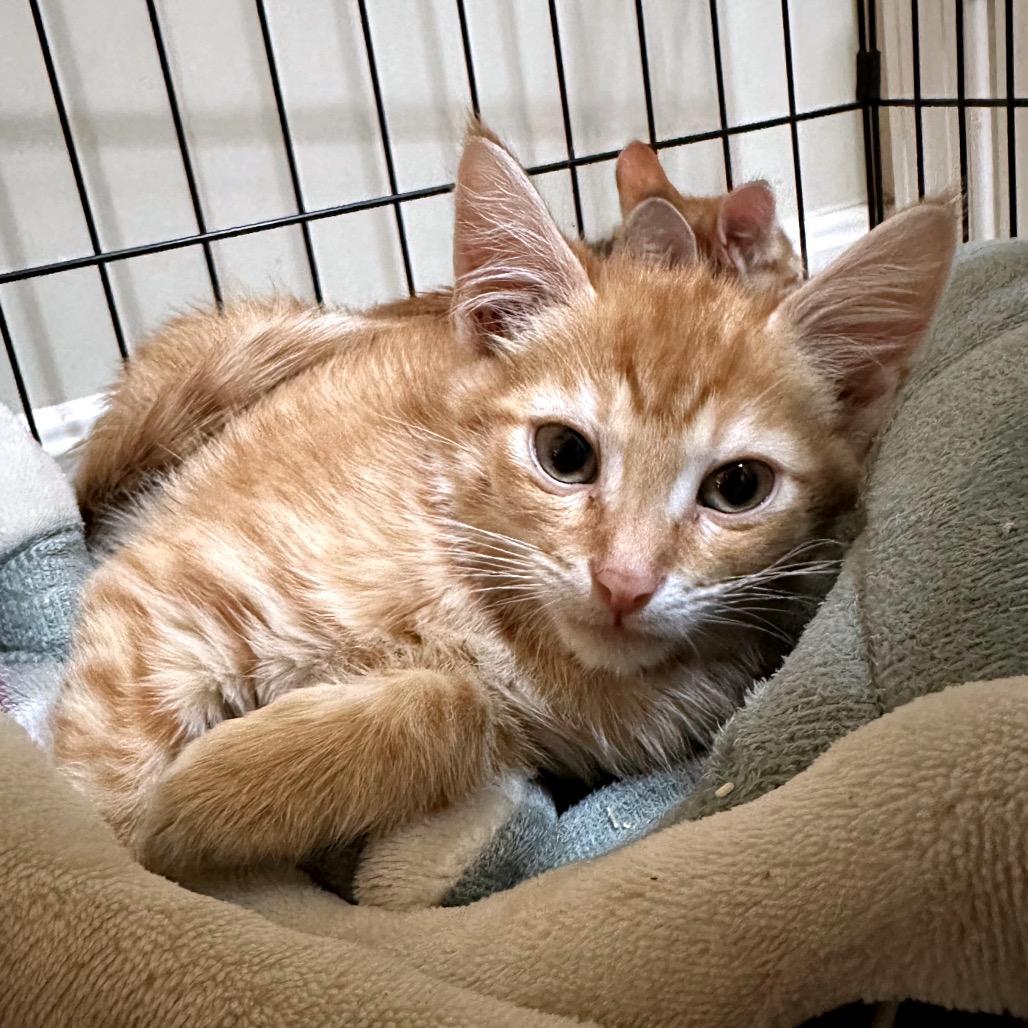 Enlarge Butters, a Adoptable Domestic Short Hair in Oakton, VA image 4/5