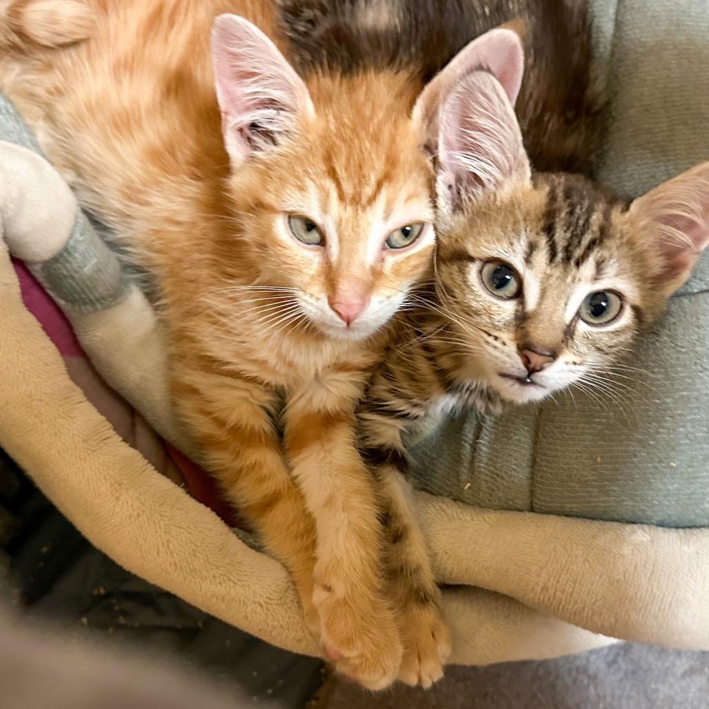 Enlarge Butters, a Adoptable Domestic Short Hair in Oakton, VA image 5/5