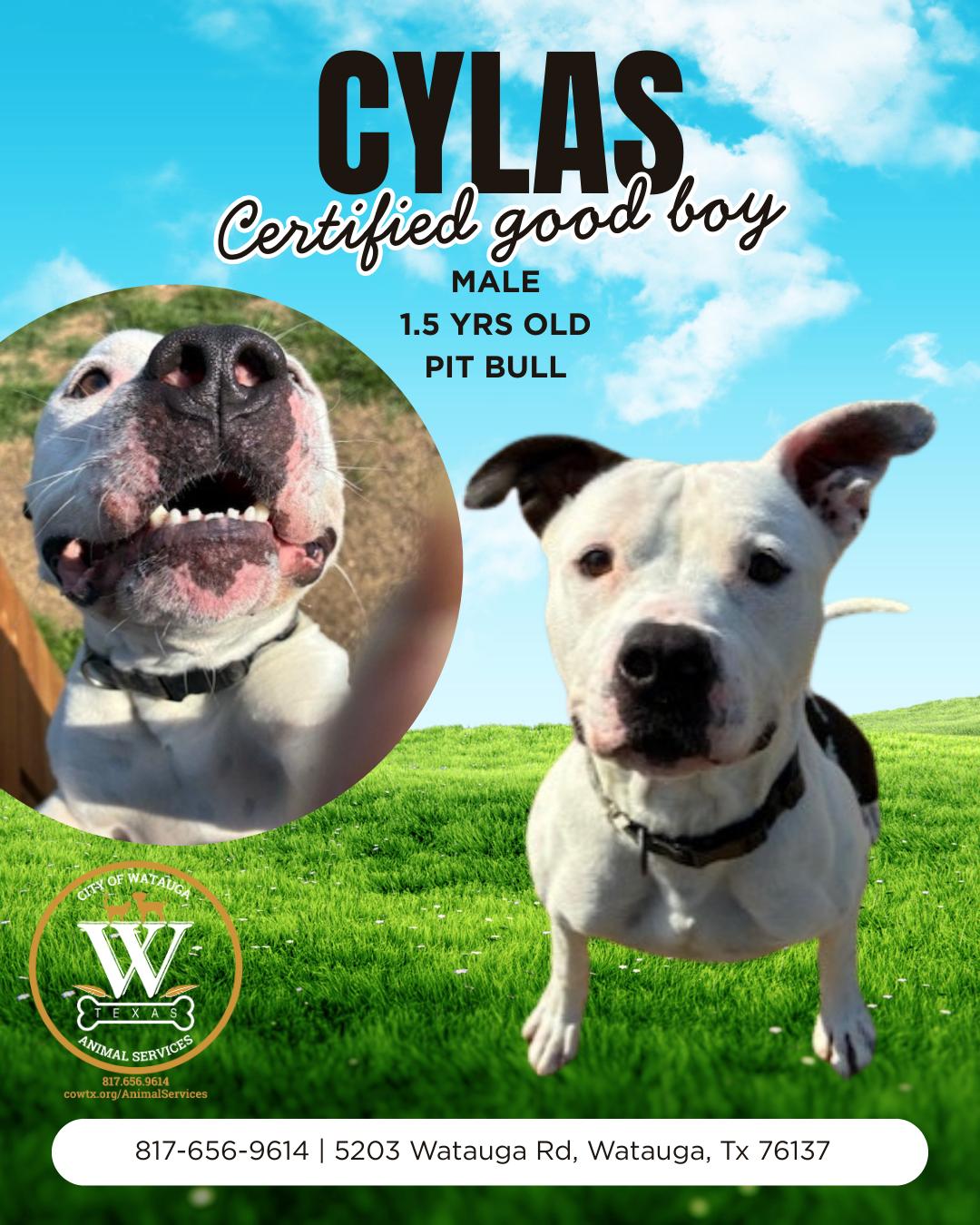 Cylas, ADOPTABLE, Adult Male Pit Bull Terrier.