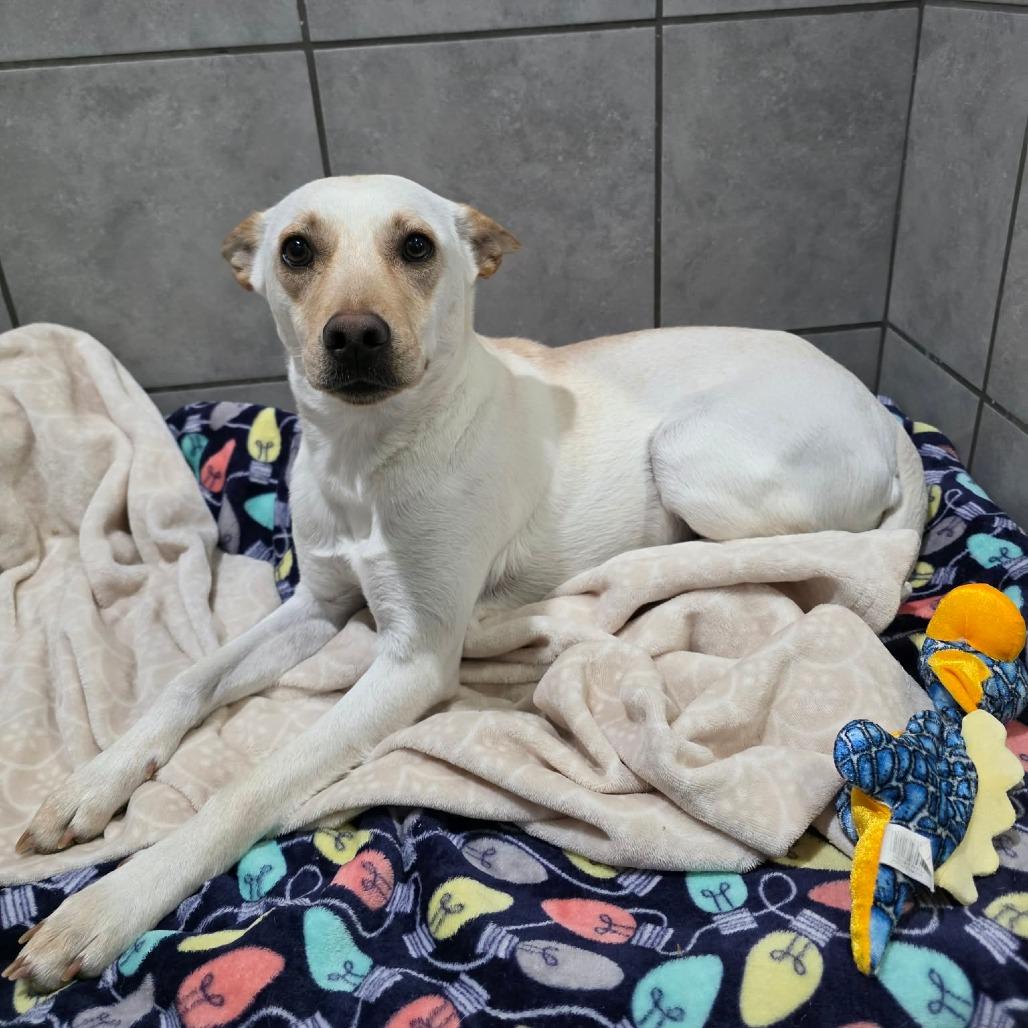 Enlarge Hydra, a Adoptable Mixed Breed in Jackson, MO image 1/6