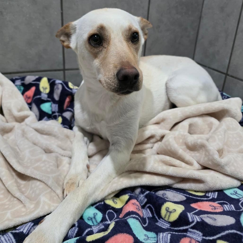 Enlarge Hydra, a Adoptable Mixed Breed in Jackson, MO image 5/6