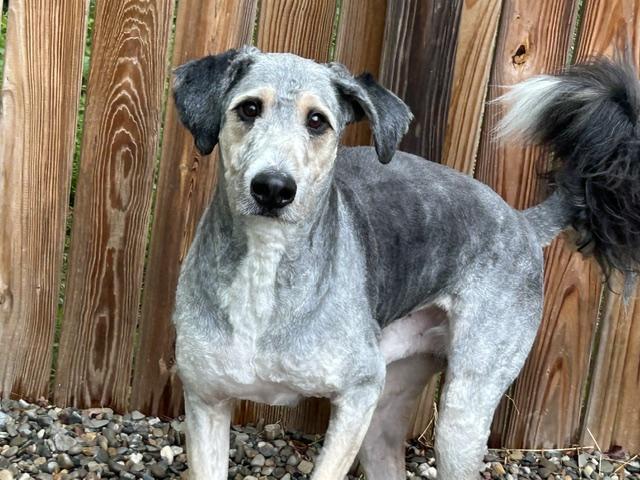 Enlarge Hoagie, a ADOPTABLE mixed breed in Warren, NJ image 4/4