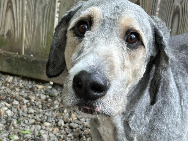 Enlarge Hoagie, a ADOPTABLE mixed breed in Warren, NJ image 2/4