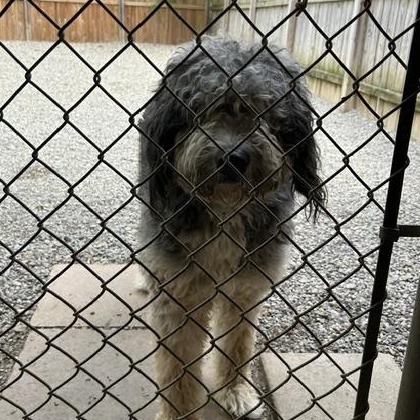 Enlarge Hoagie, a ADOPTABLE mixed breed in Warren, NJ image 1/4