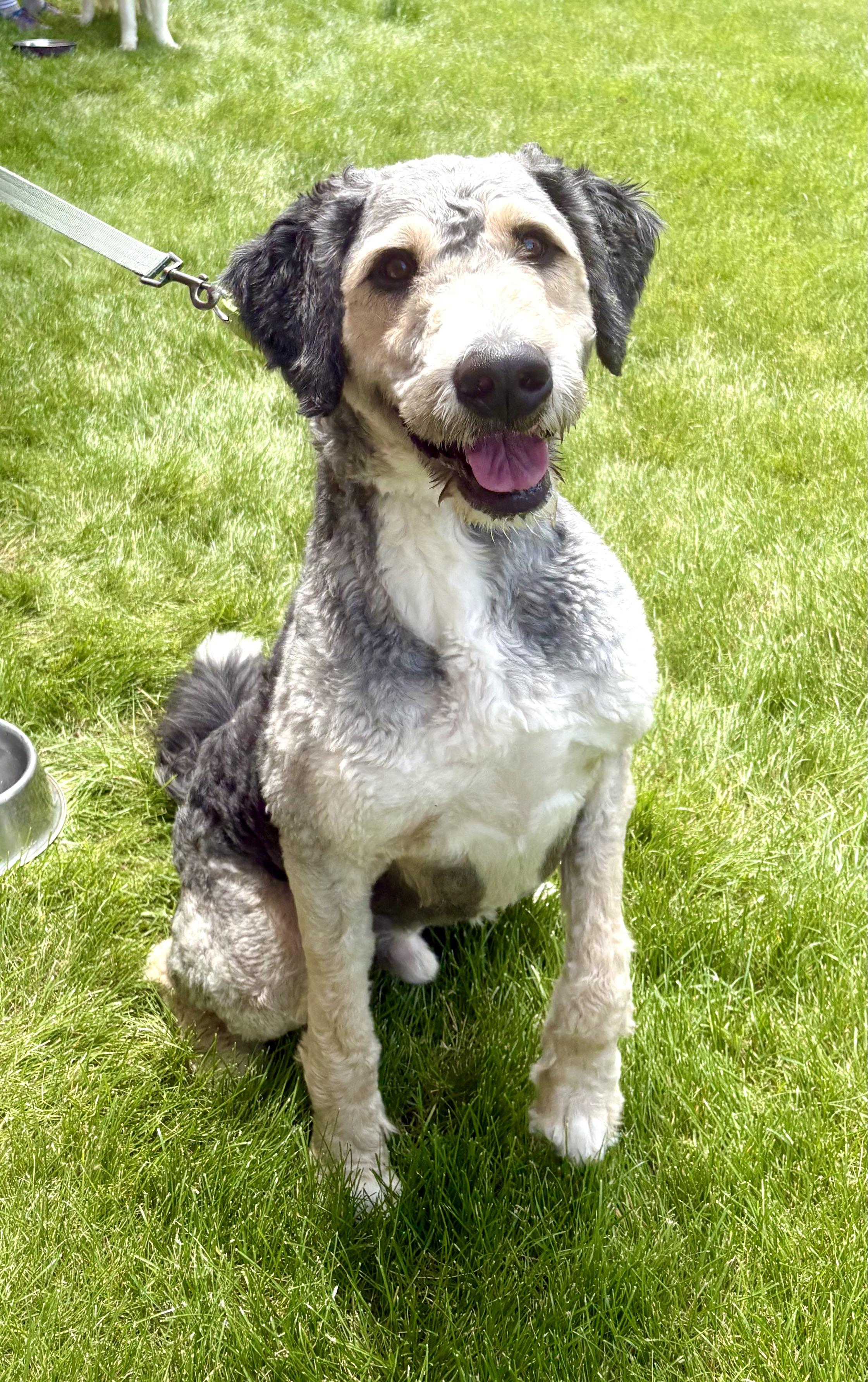 Hoagie, ADOPTABLE, Adult Male Bernese Mountain Dog & Poodle.