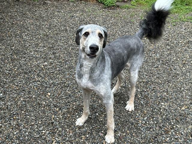 Enlarge Hoagie, a ADOPTABLE mixed breed in Warren, NJ image 3/4