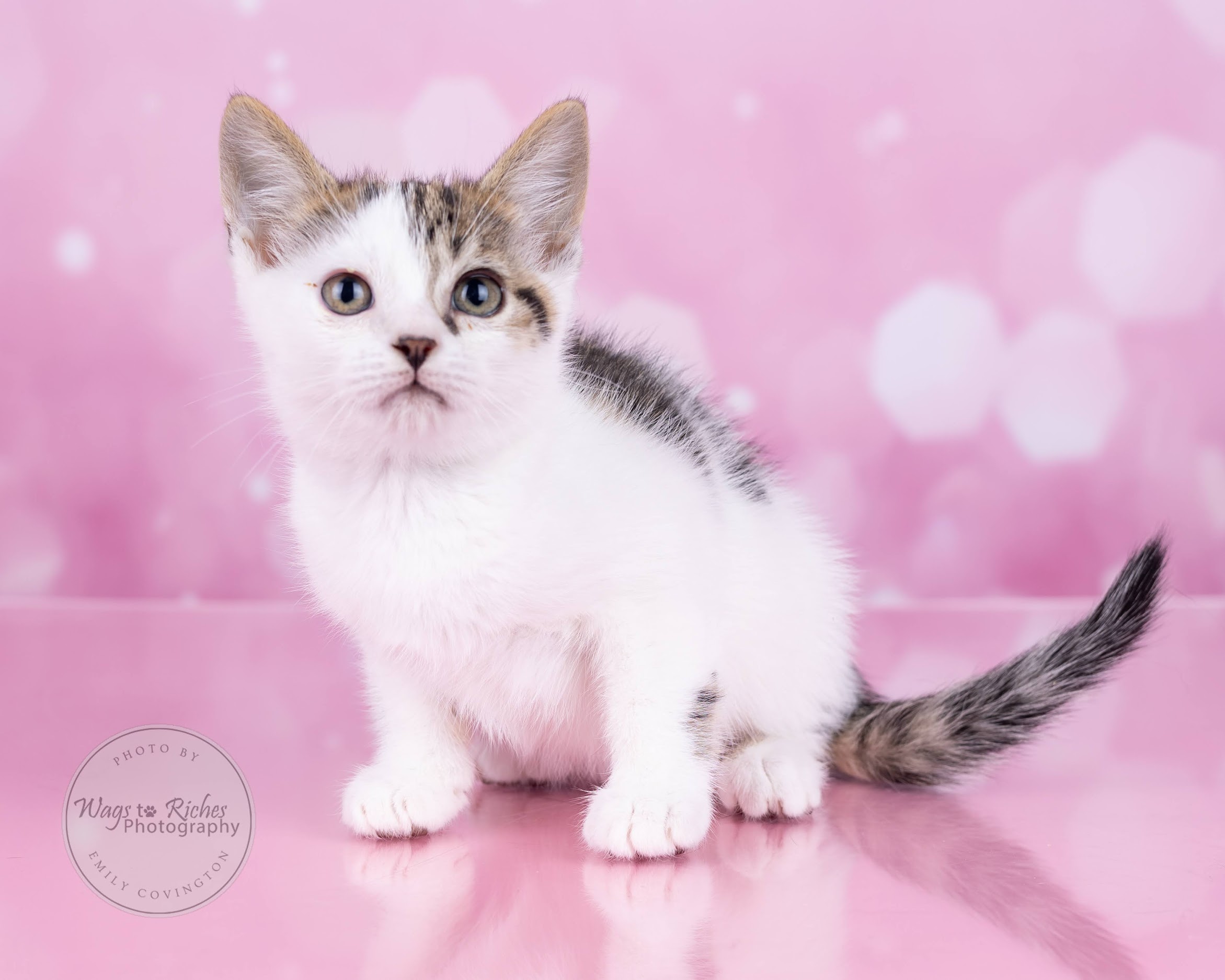 Enlarge Mary Ella, a Adoptable mixed breed in Johnston, RI image 4/6