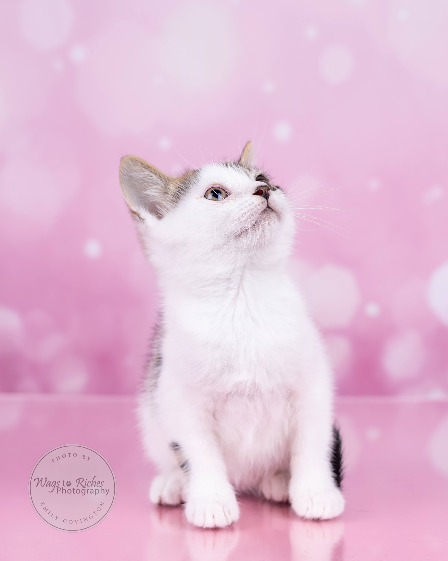 Enlarge Mary Ella, a Adoptable mixed breed in Johnston, RI image 5/6