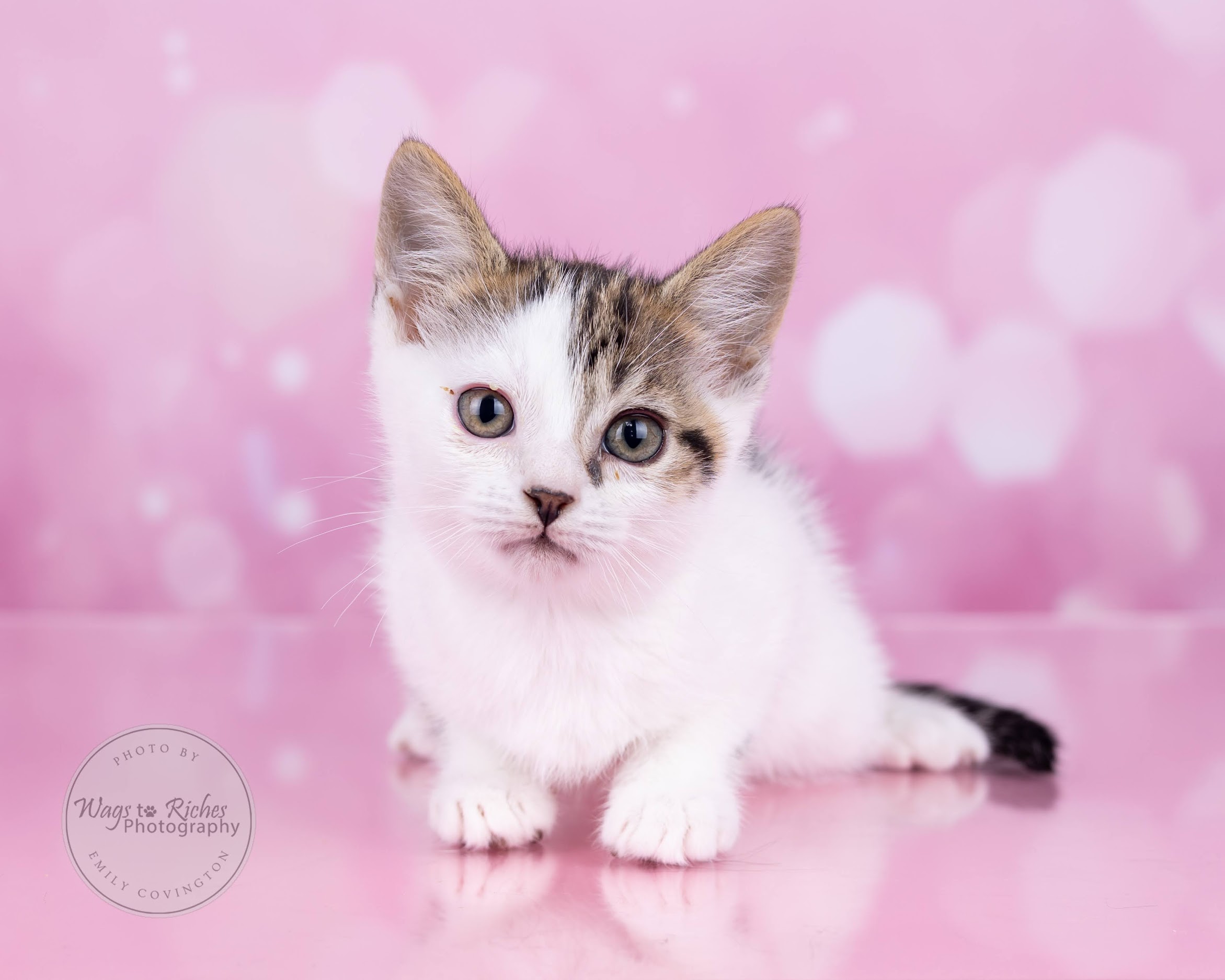 Enlarge Mary Ella, a Adoptable mixed breed in Johnston, RI image 3/6