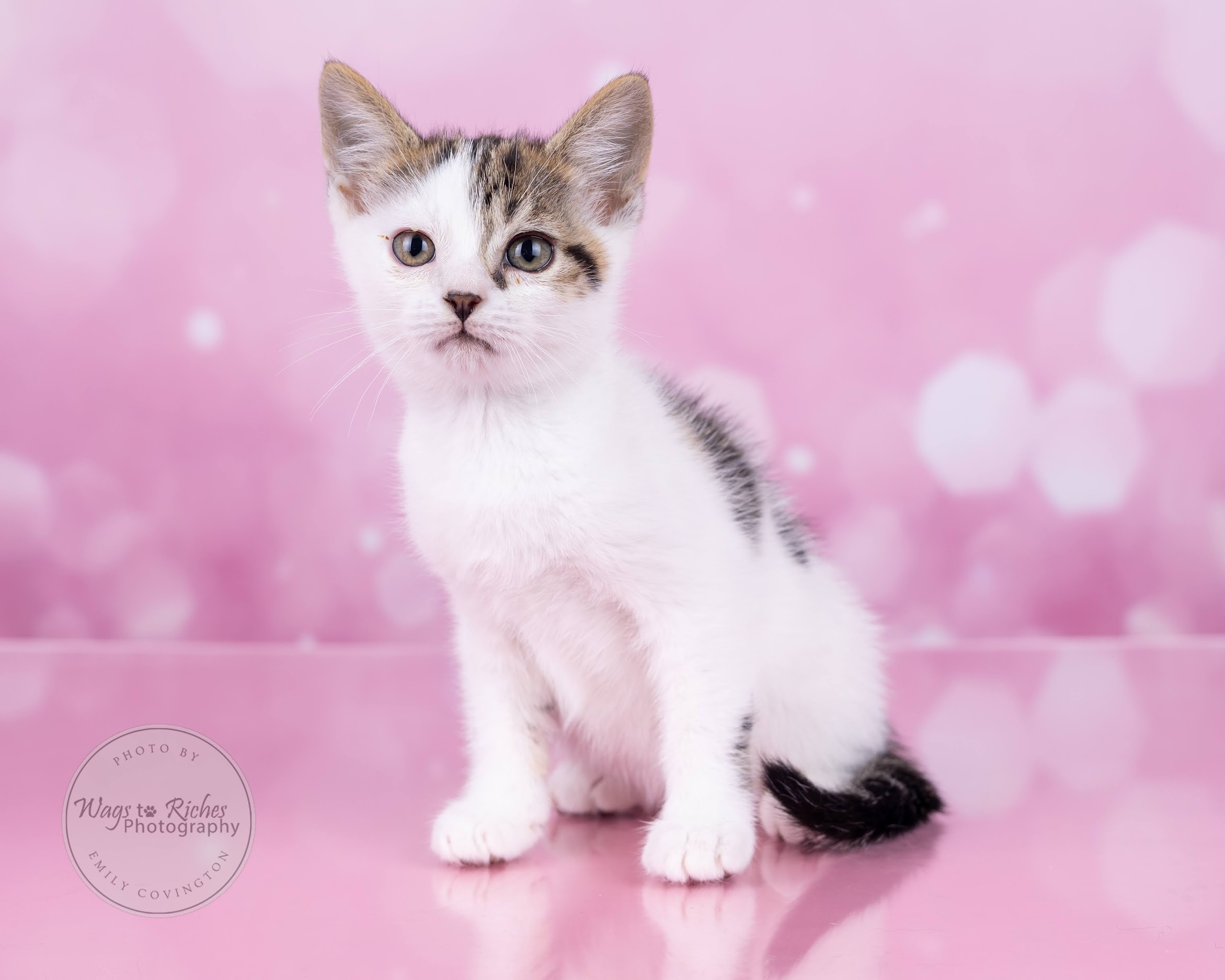 Mary Ella, Baby Female Domestic Short Hair