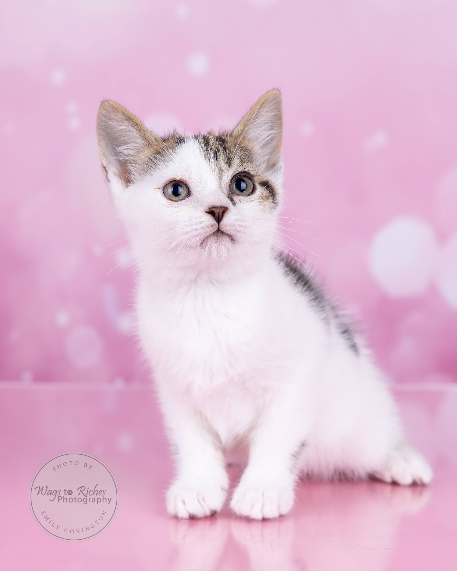 Enlarge Mary Ella, a Adoptable mixed breed in Johnston, RI image 6/6