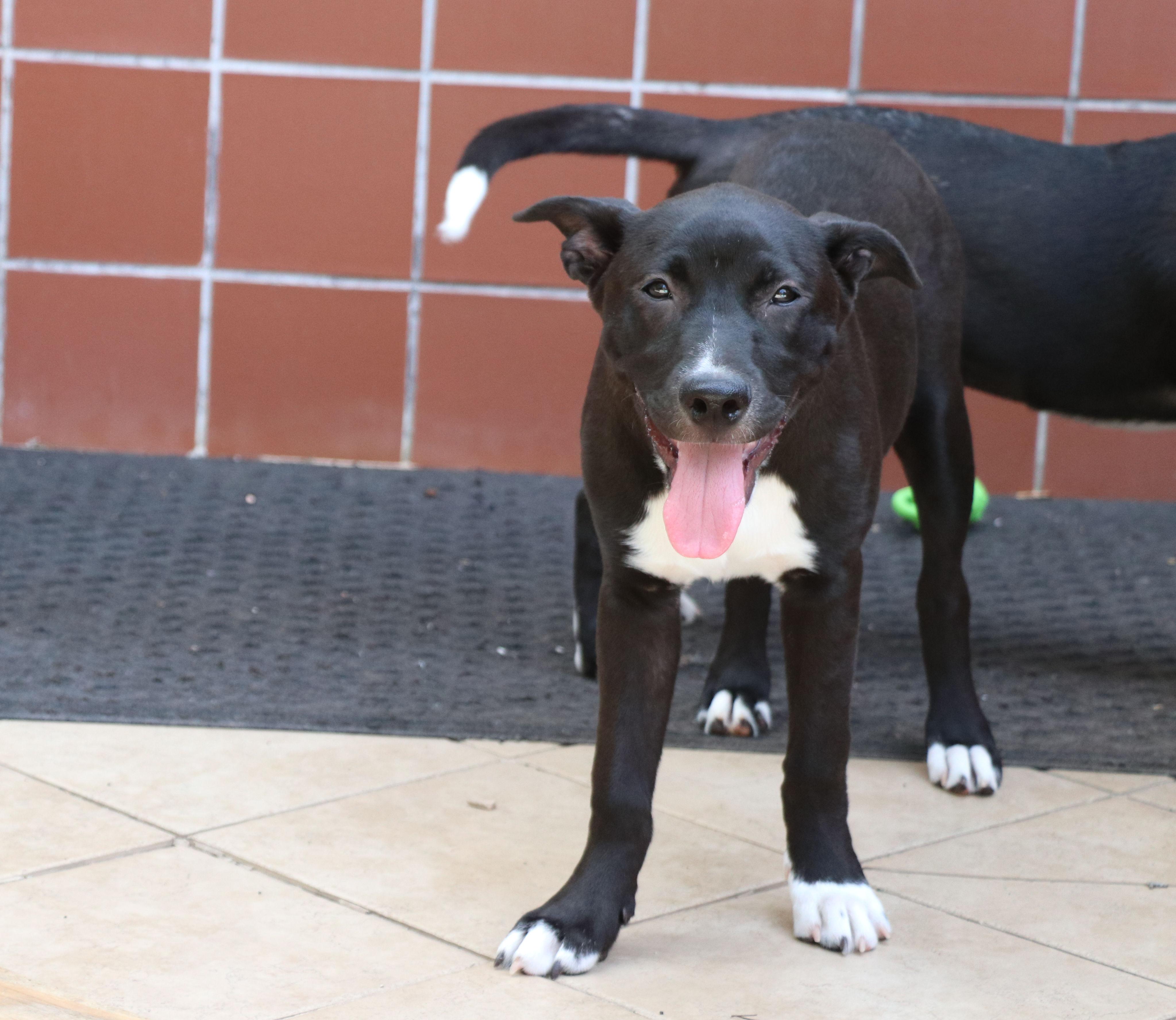 Enlarge Coco L, a Adoptable mixed breed in Pflugerville, TX image 1/6