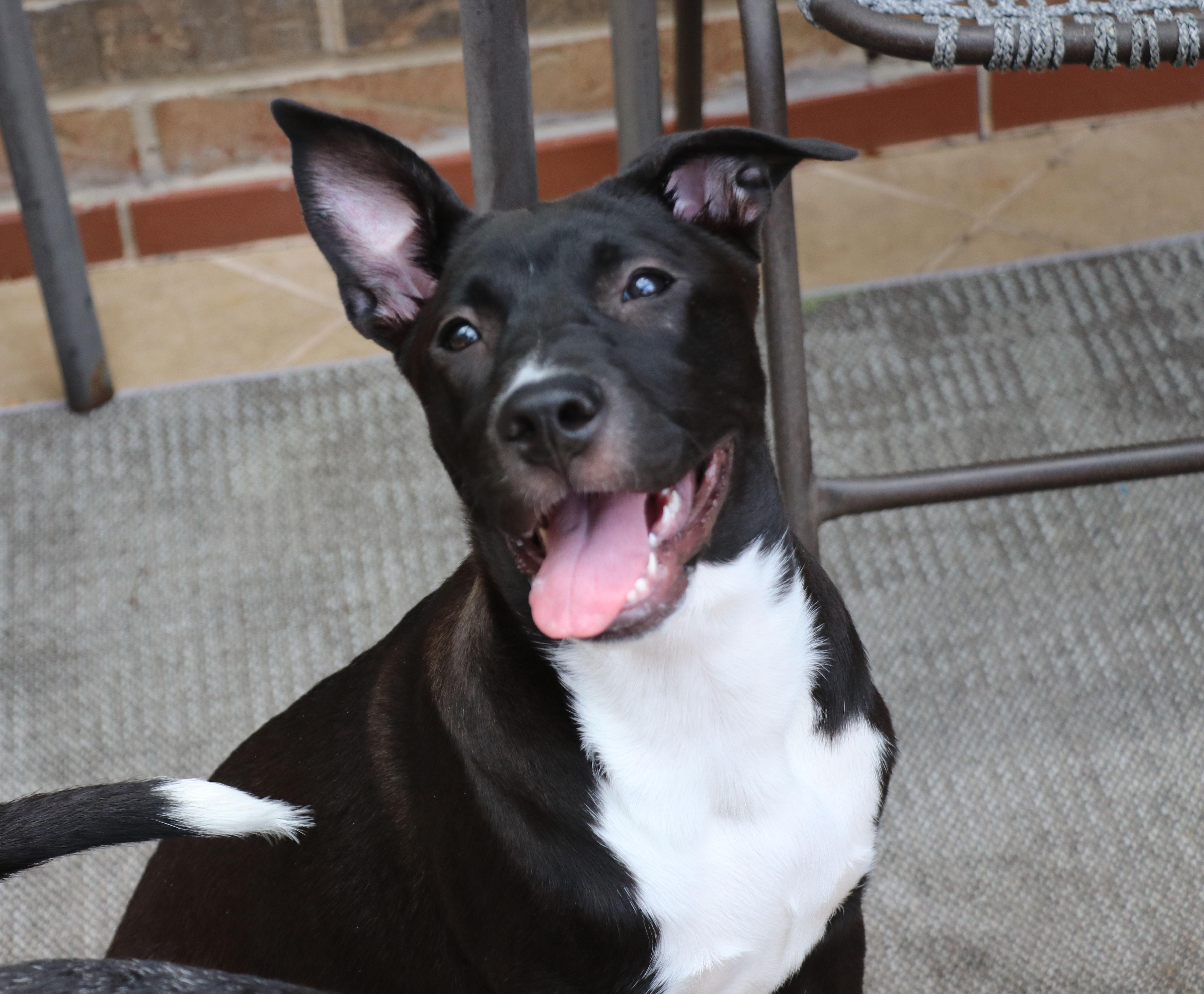 Enlarge Coco L, a Adoptable mixed breed in Pflugerville, TX image 2/6
