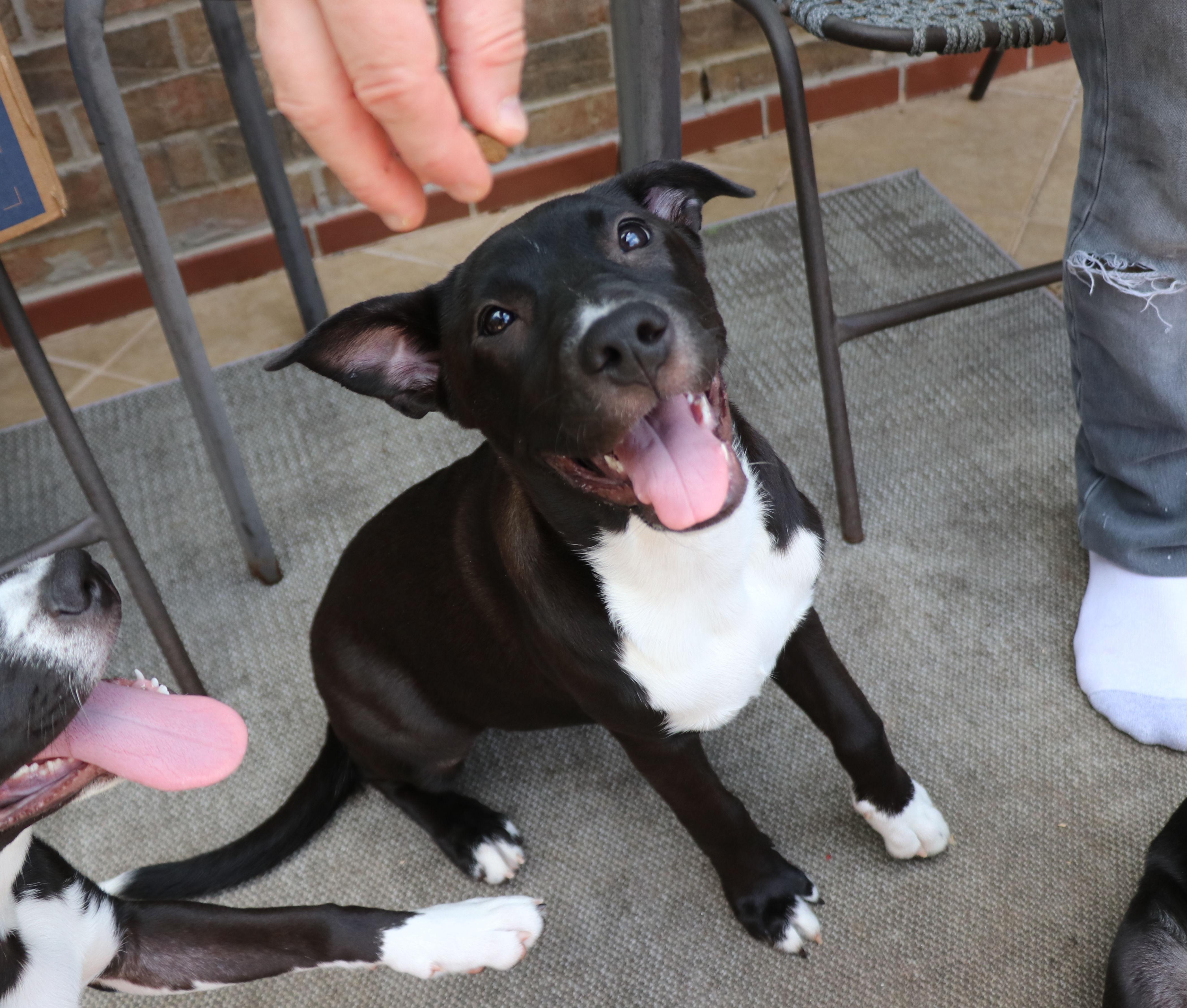 Enlarge Coco L, a Adoptable mixed breed in Pflugerville, TX image 3/6