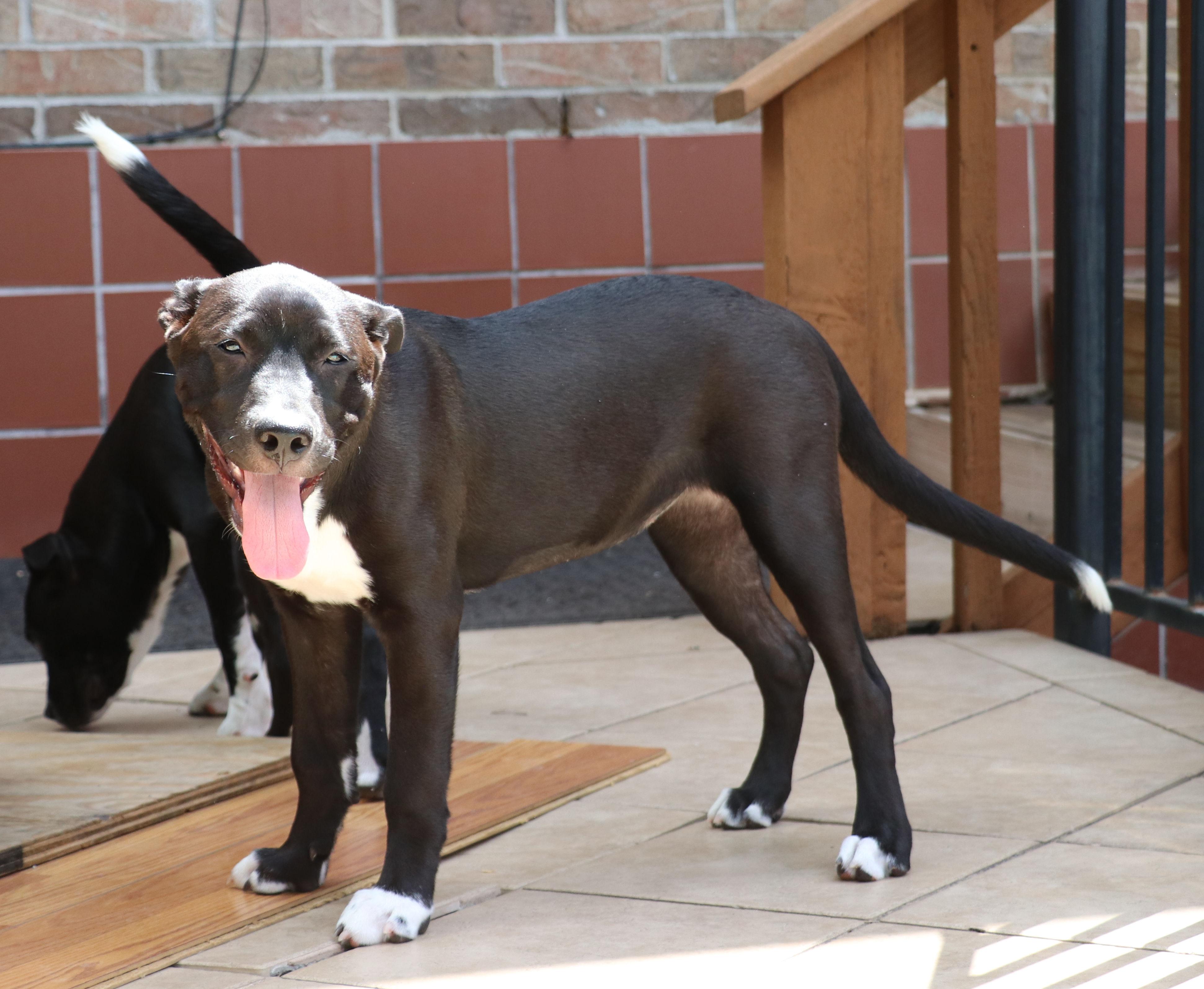Enlarge Coco L, a Adoptable mixed breed in Pflugerville, TX image 4/6