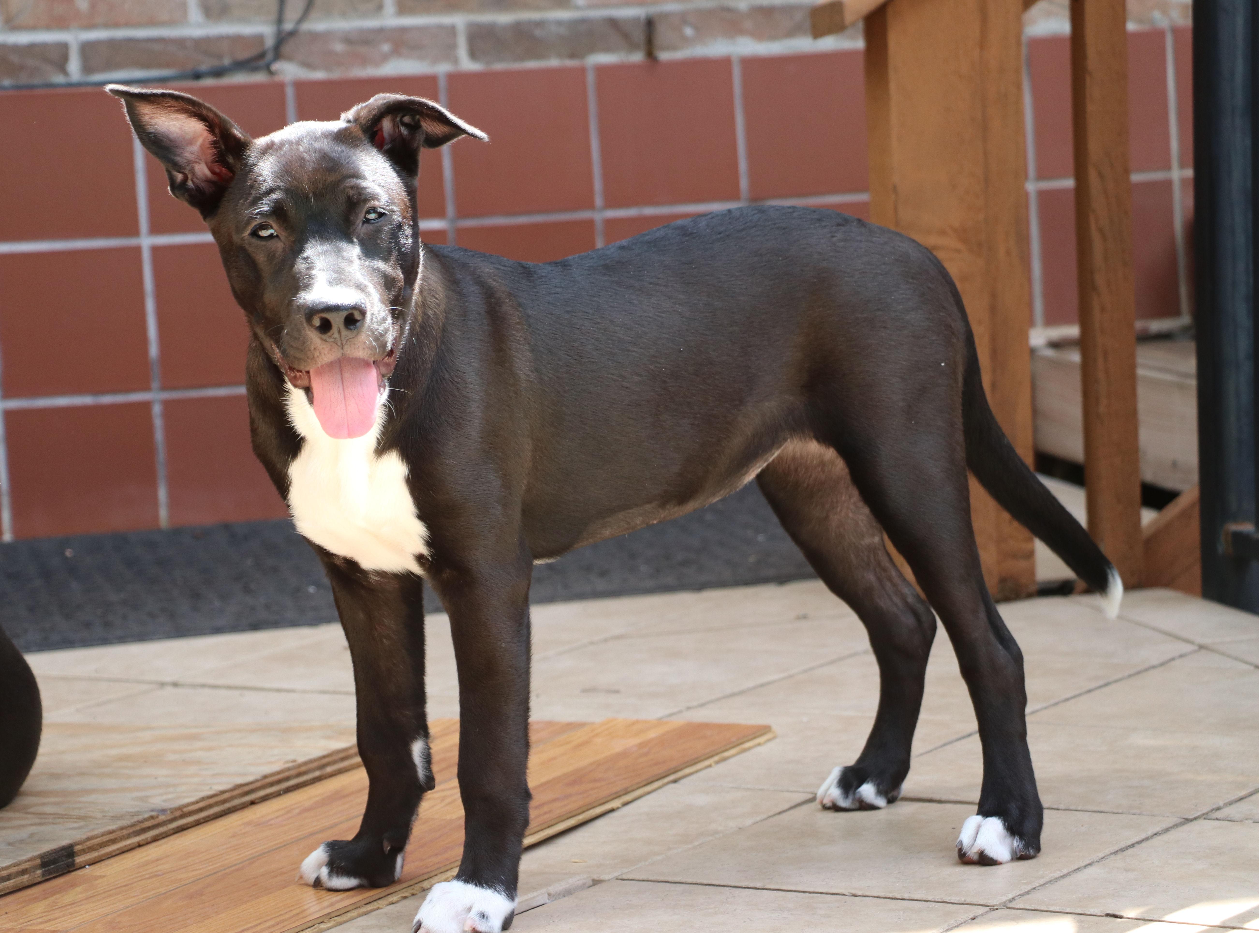 Enlarge Coco L, a Adoptable mixed breed in Pflugerville, TX image 5/6
