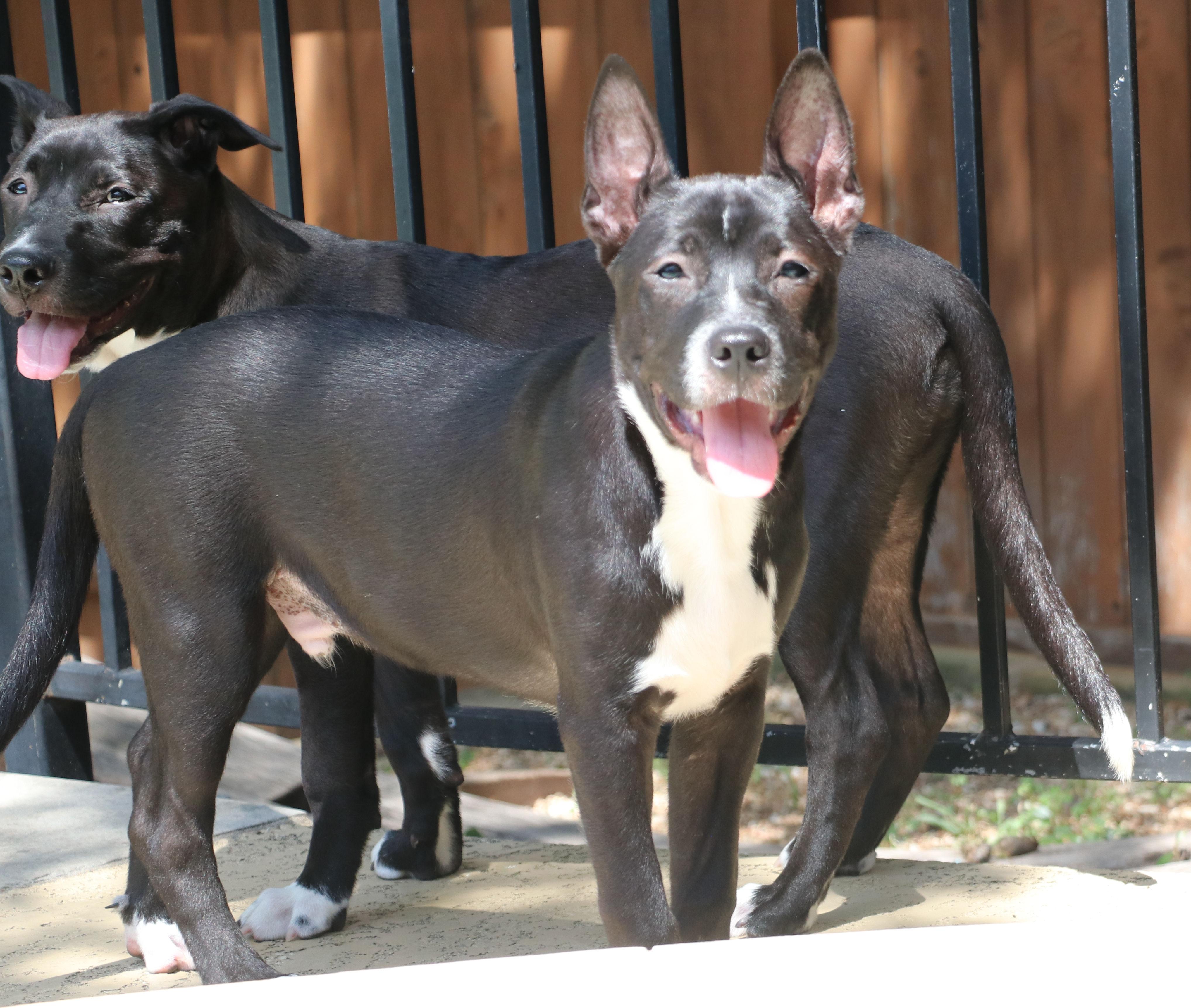Enlarge Coco L, a Adoptable mixed breed in Pflugerville, TX image 6/6