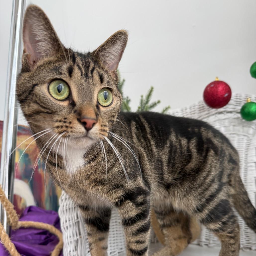 Blink Tiny Treats 8948, Adoptable, Adult Male Domestic Short Hair.