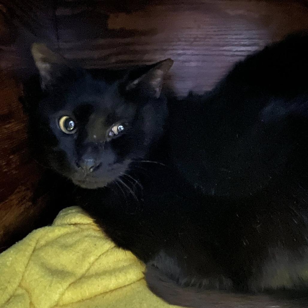 Hera, Adoptable, Adult Female Domestic Short Hair.