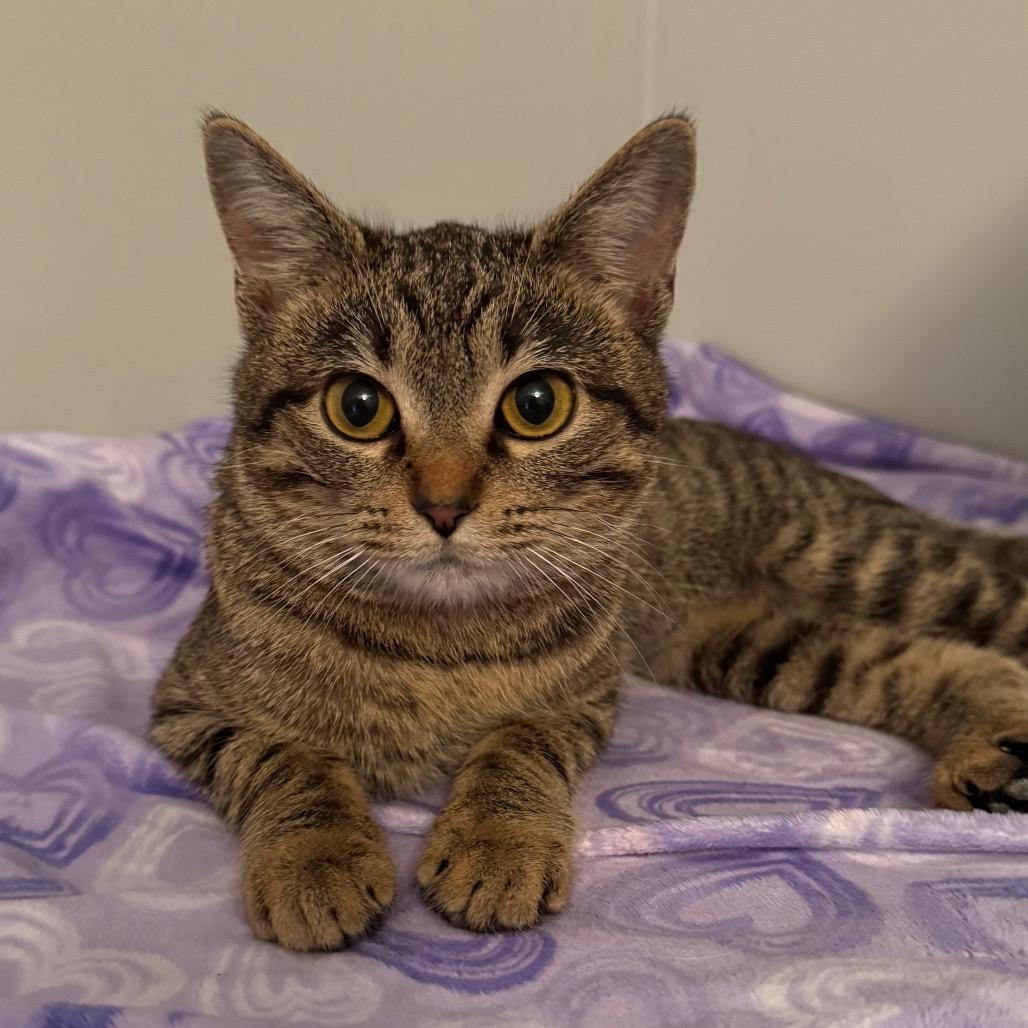 Enlarge Mary, a Adoptable Domestic Short Hair in La Grange, KY image 2/3