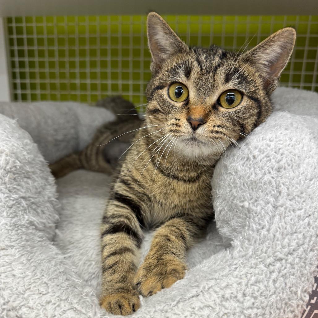 Enlarge Mary, a Adoptable Domestic Short Hair in La Grange, KY image 3/3