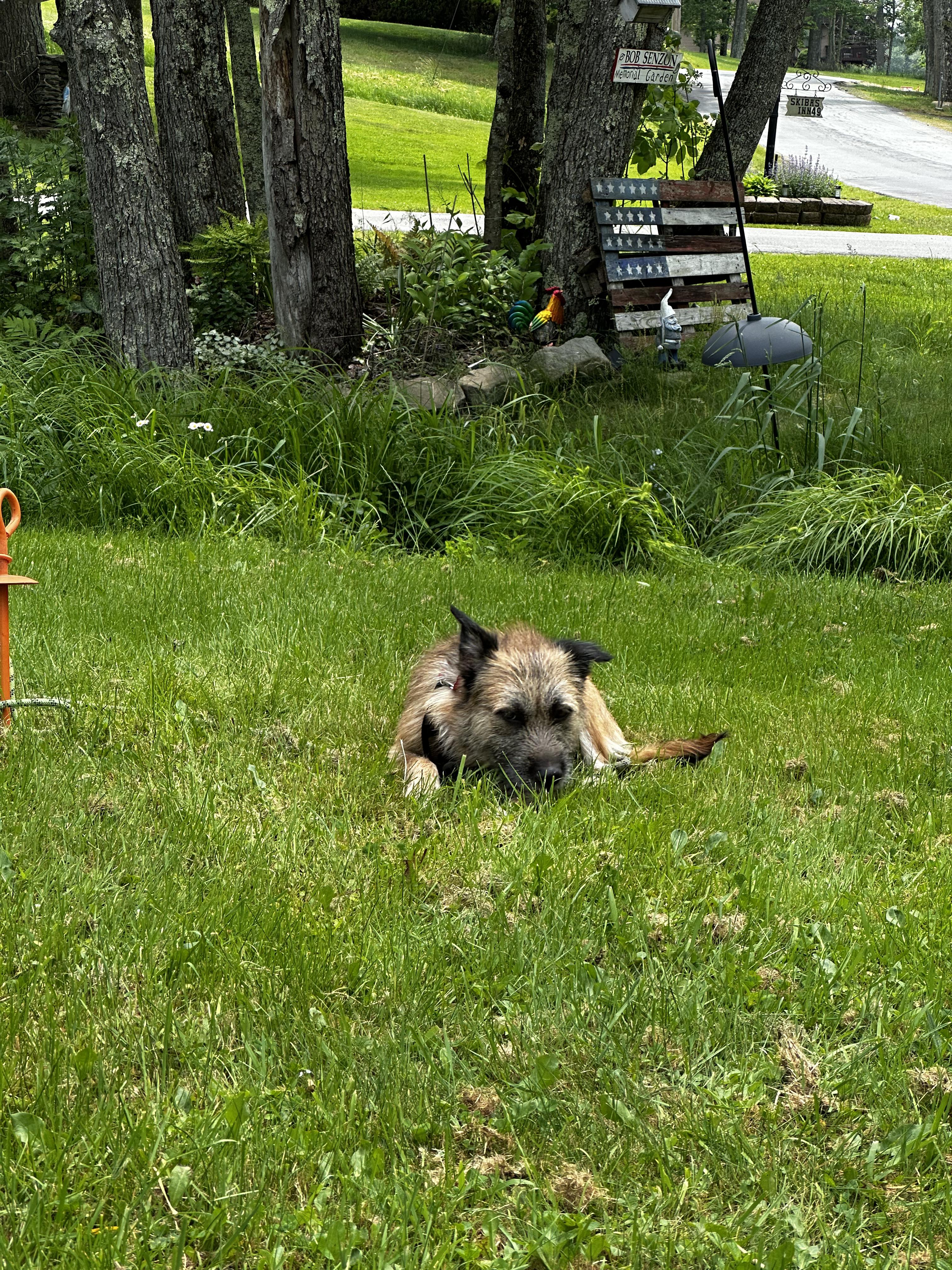 Peter Pan, an adopted Mixed Breed in Lake Huntington, NY image 3/6