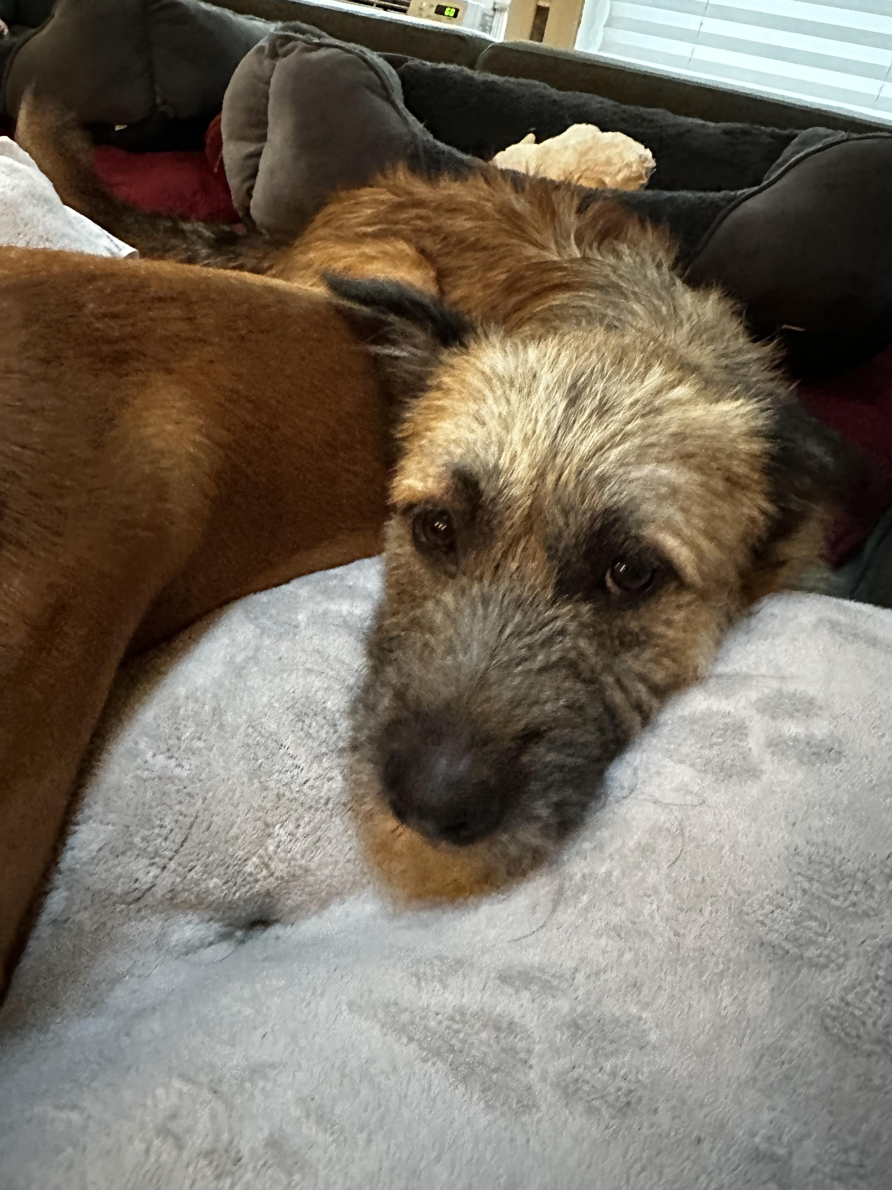 Peter Pan, an adopted Mixed Breed in Lake Huntington, NY image 5/6