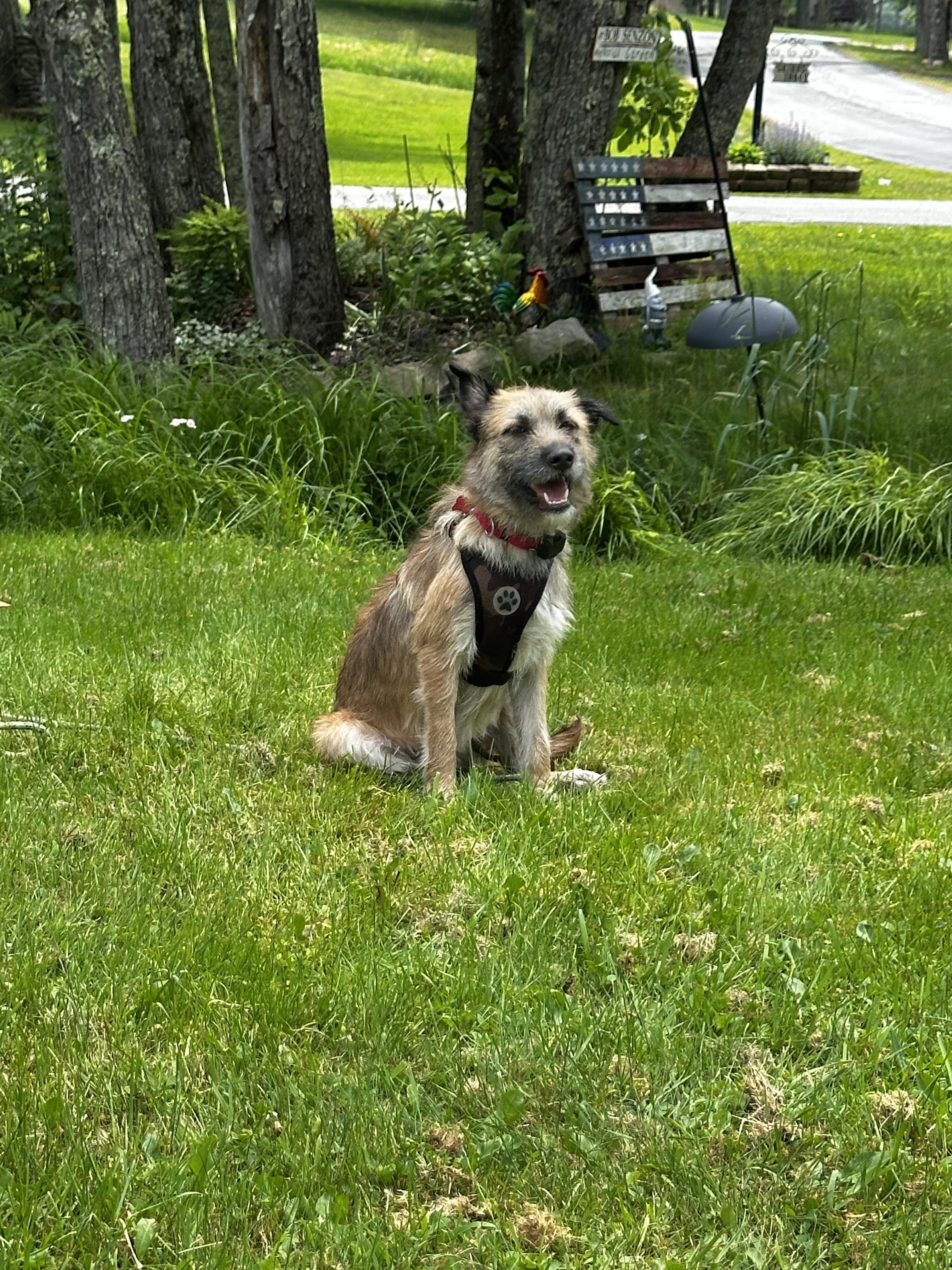 Peter Pan, an adopted Mixed Breed in Lake Huntington, NY image 1/6