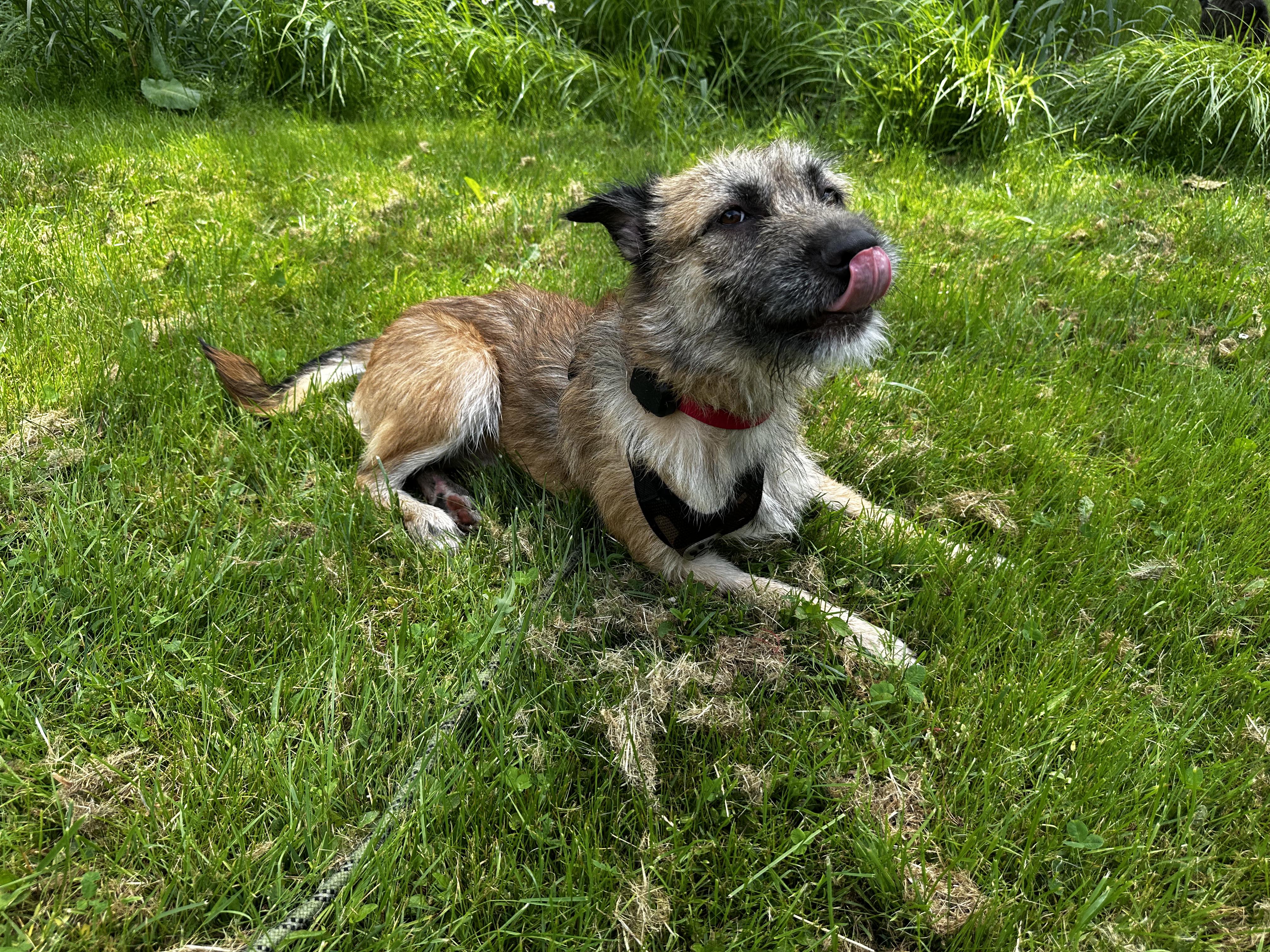 Peter Pan, an adopted Mixed Breed in Lake Huntington, NY image 2/6