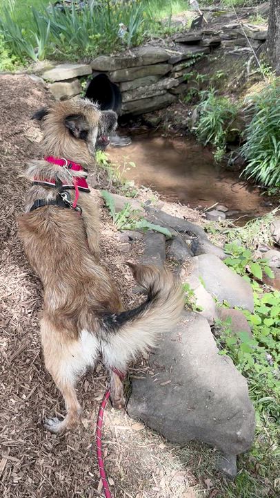 Enlarge Peter Pan, an adopted Mixed Breed in Lake Huntington, NY video 6/6