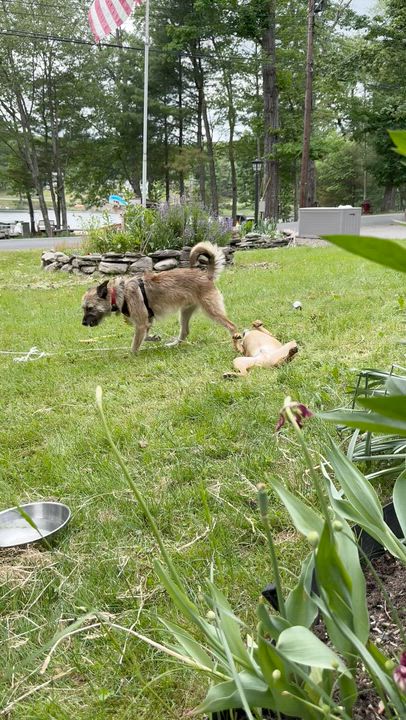 Enlarge Peter Pan, an adopted Mixed Breed in Lake Huntington, NY video 4/6
