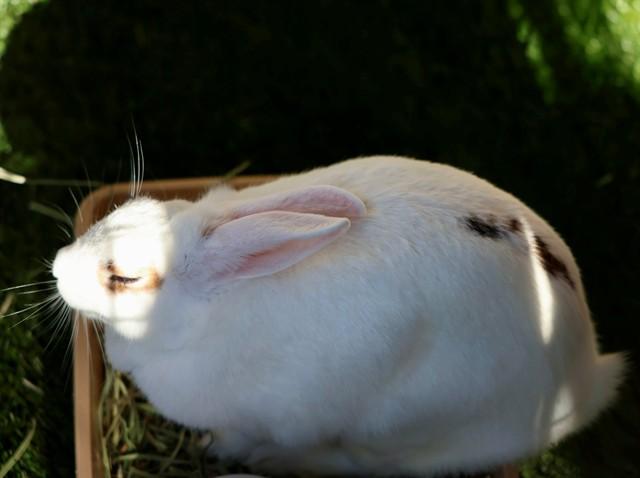 DAWN, Adoptable, Young Female Bunny Rabbit.