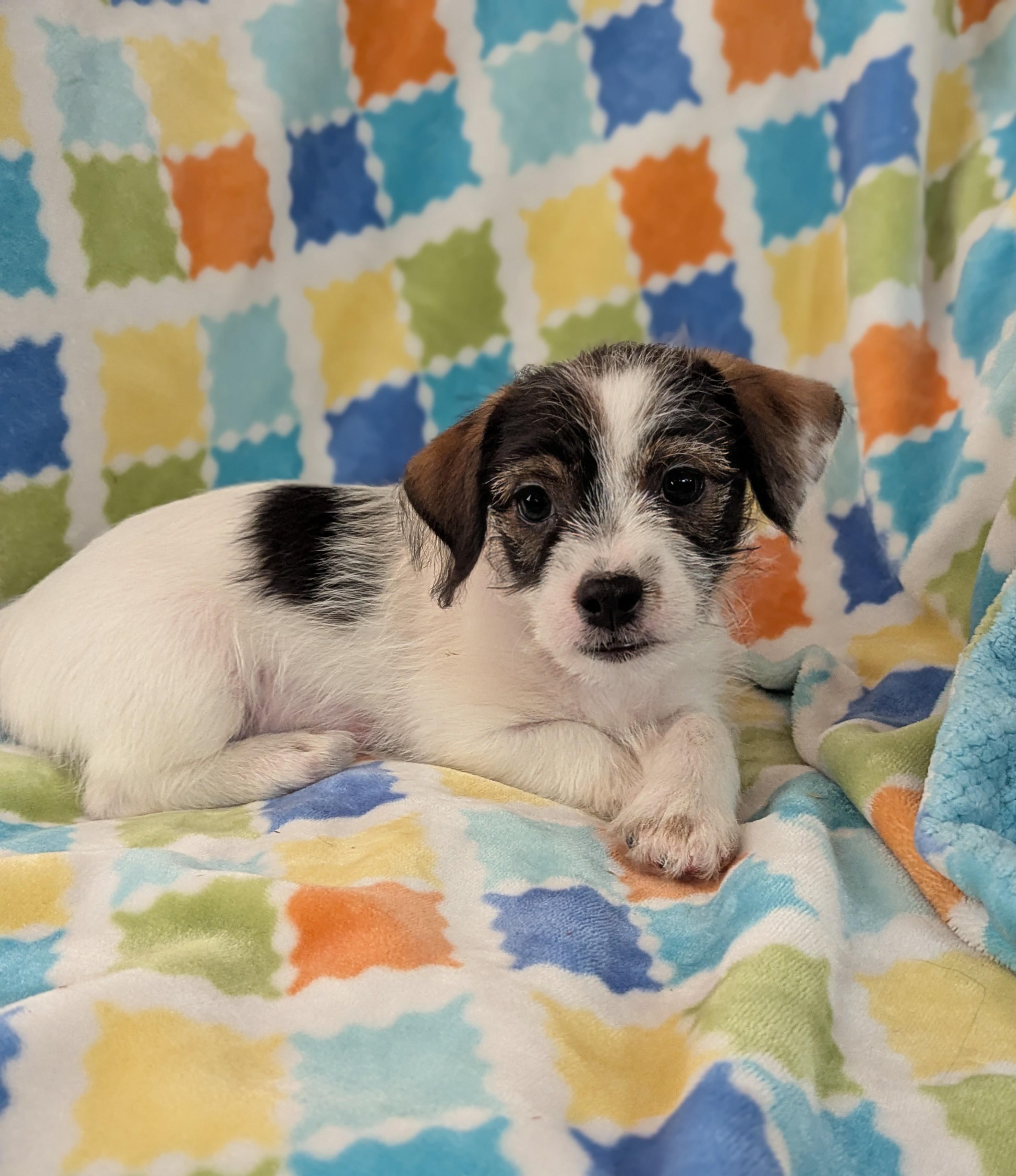 Enlarge DD, an adopted mixed breed in San Jose, CA image 1/1