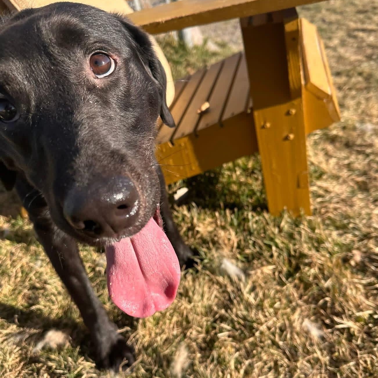 Able, ADOPTABLE, Adult Male Black Labrador Retriever.