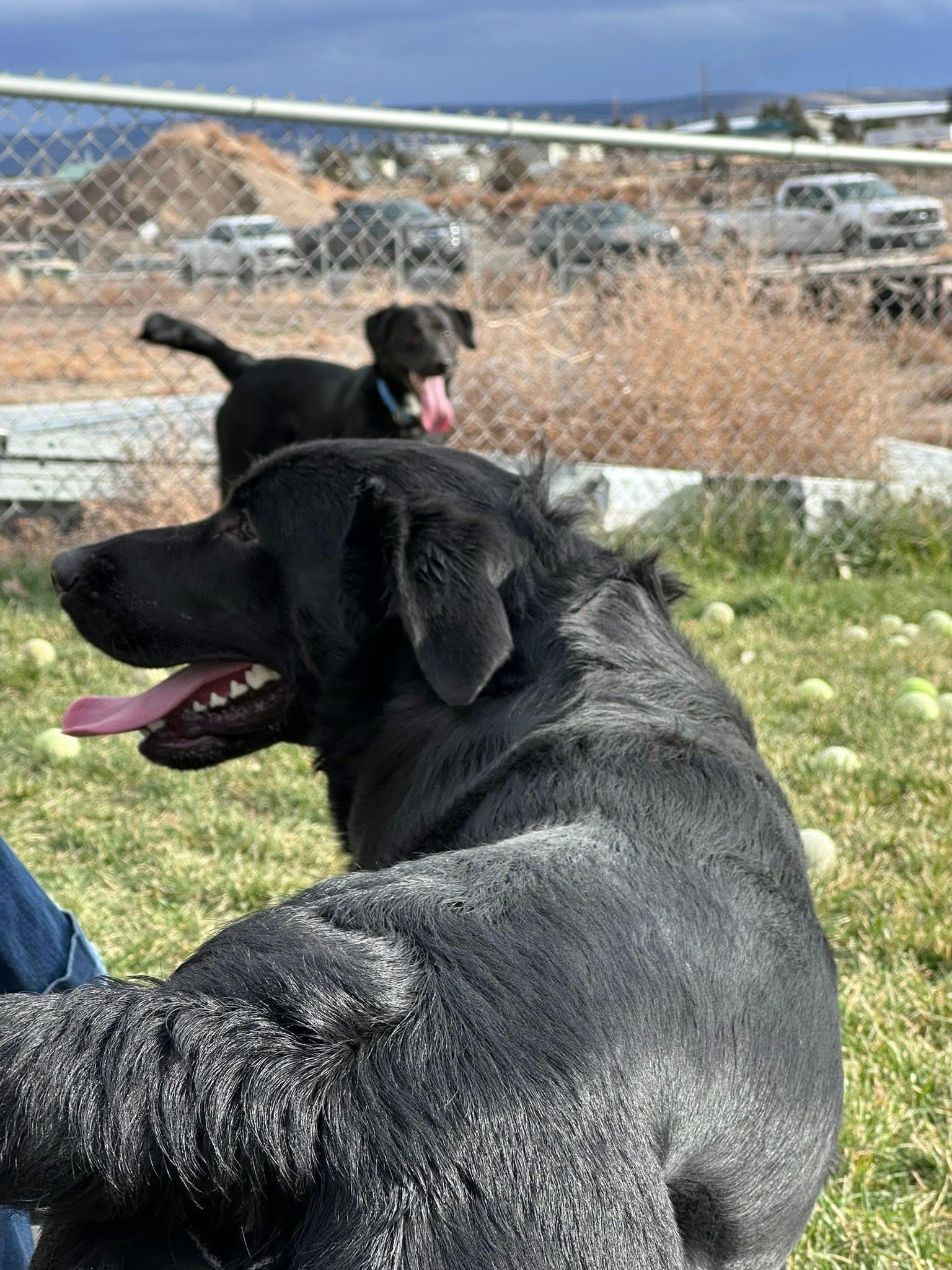 Enlarge Able, an adopted Black Labrador Retriever in Prineville, OR image 3/5