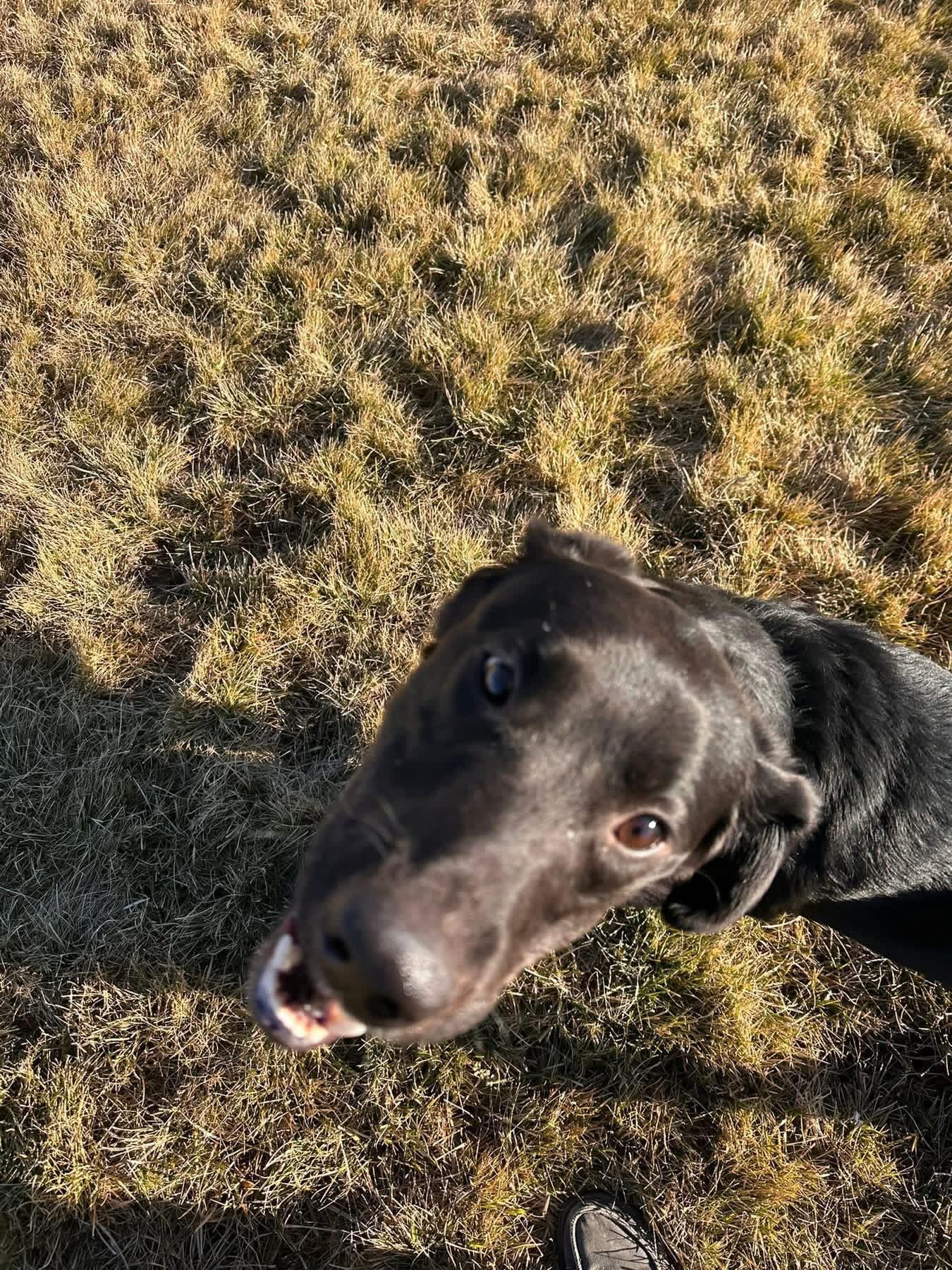 Enlarge Able, an adopted Black Labrador Retriever in Prineville, OR image 4/5