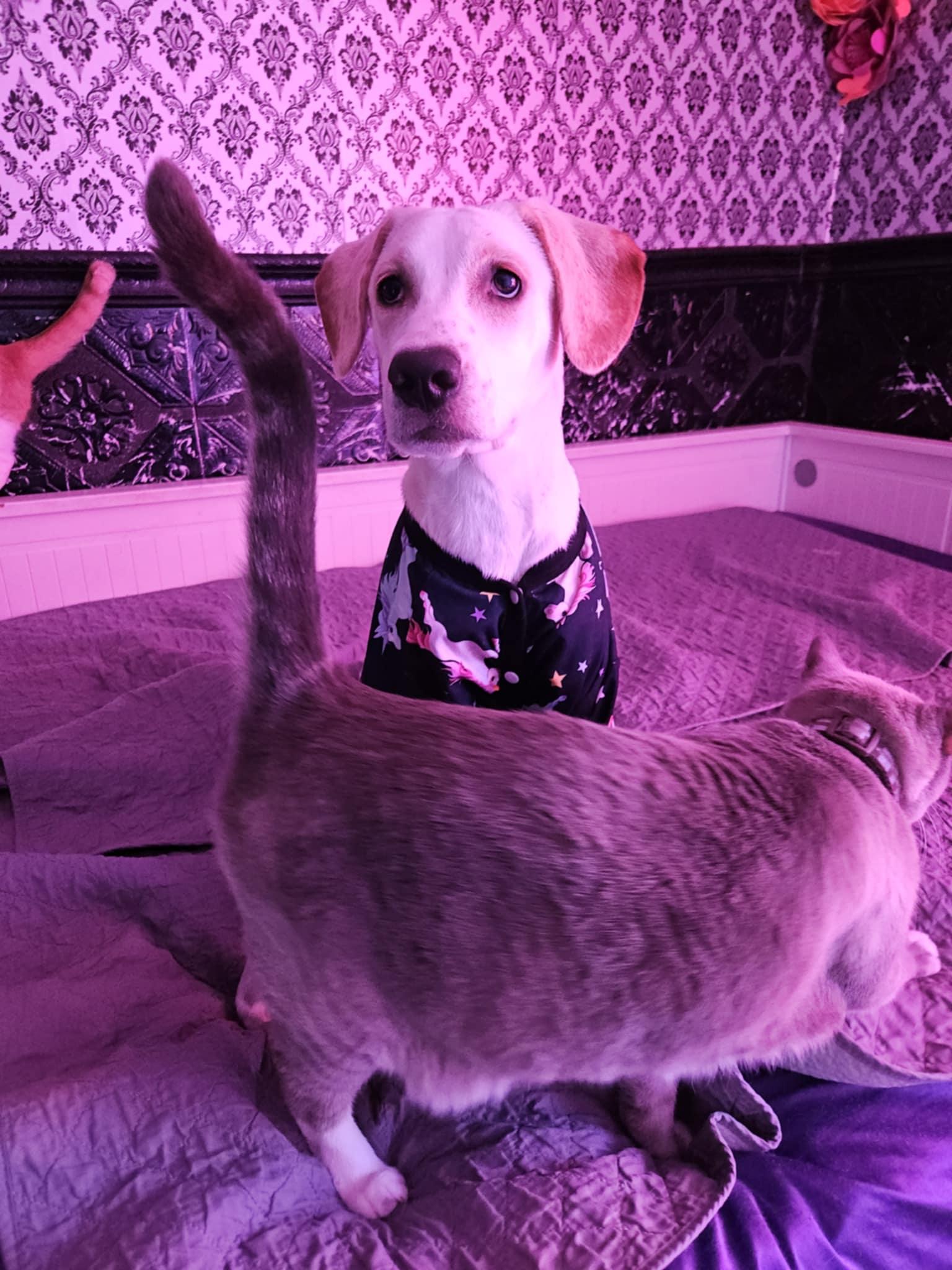 Enlarge Astrid, a Adopted mixed breed in Los Angeles, CA image 2/6