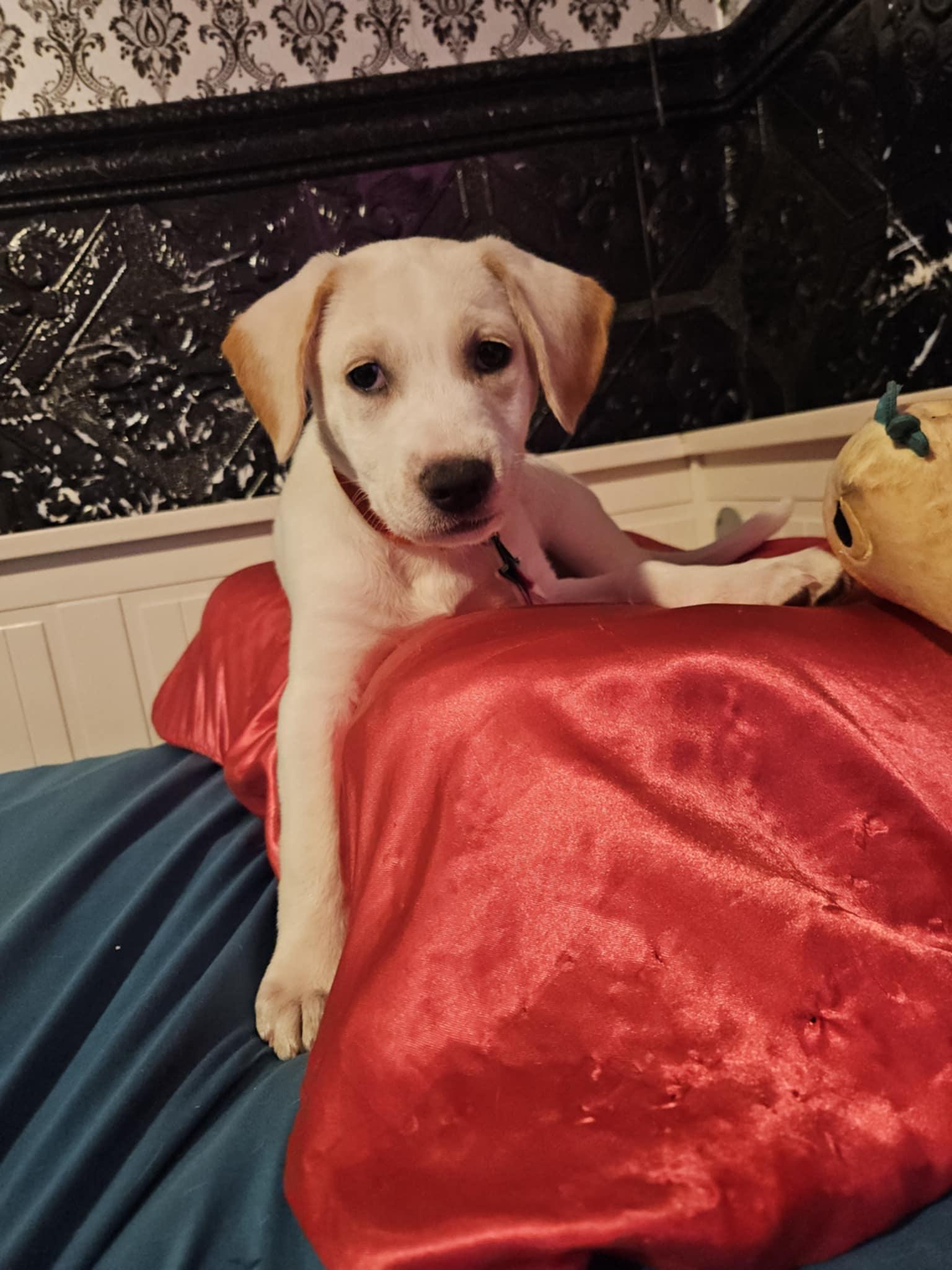 Enlarge Astrid, a Adopted mixed breed in Los Angeles, CA image 3/6